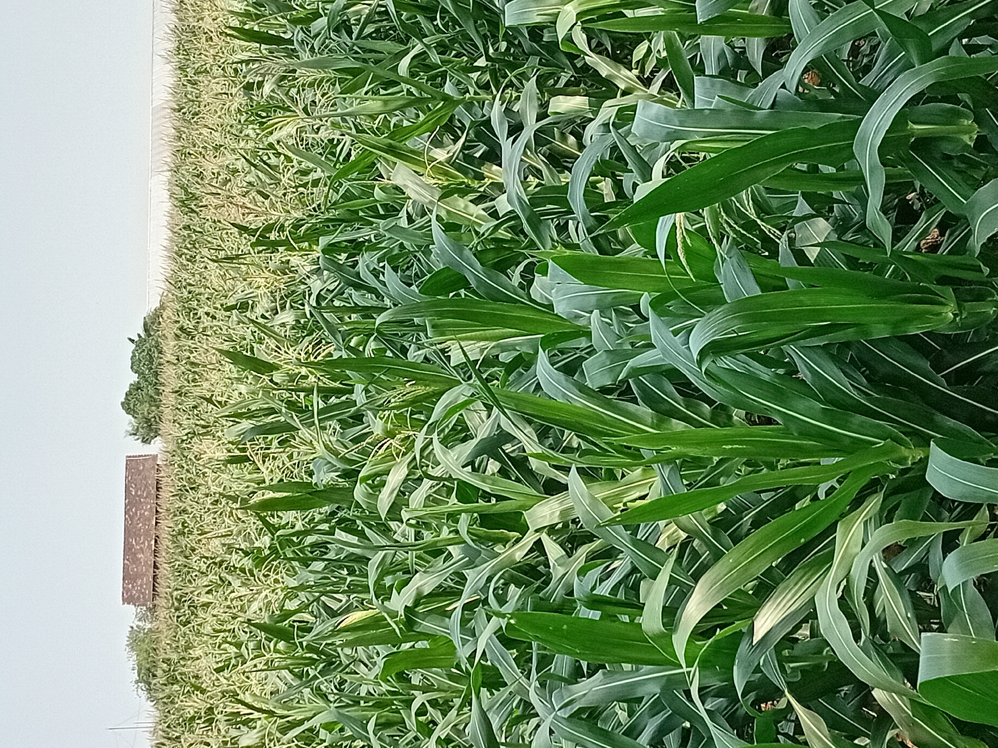 The image depicts a densely planted cornfield under a pale sky. The corn stalks are tall and lush green, with long, broad leaves that create a dense canopy. In the background, a long, rectangular building with a reddish-brown, textured roof is visible, partially obscured by the corn stalks and trees. The building appears to be a barn or agricultural structure. A clear, bright horizon line suggests an open, rural environment. The foreground is dominated by the close-up view of the corn plants. The overall impression is one of a cultivated agricultural landscape. The image is a still photograph with no discernible movement or human activity.