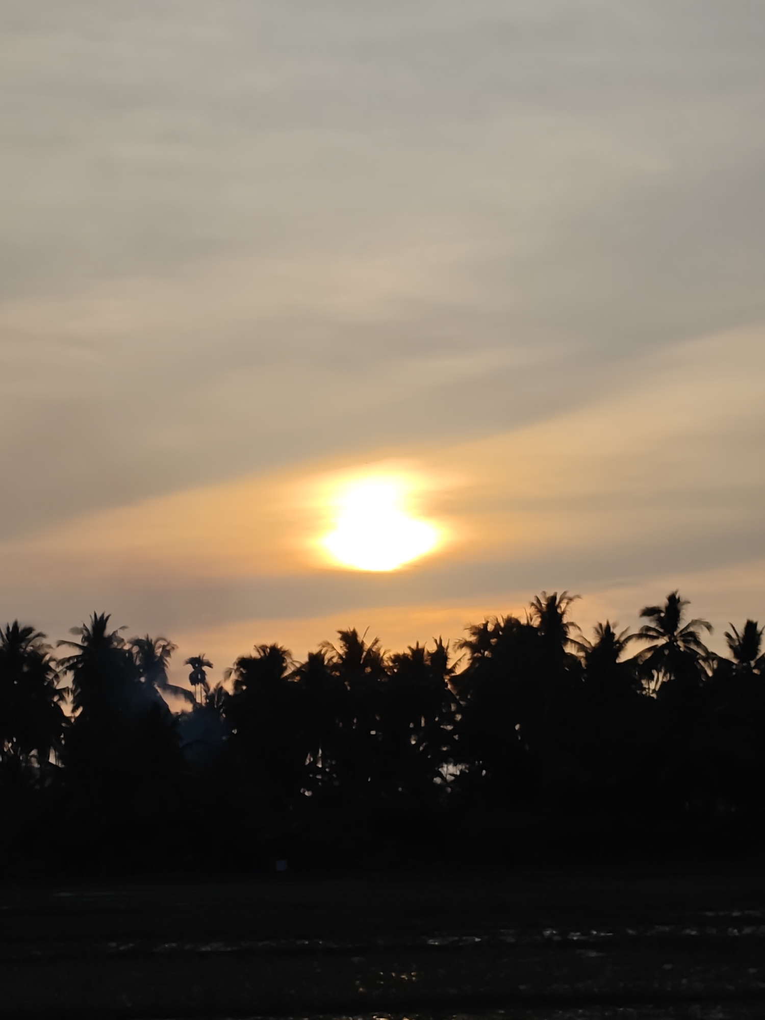 A vertical, low-angle, full shot depicts a sunset with a silhouette of coconut trees in the foreground. The sky is a pale orange and yellow gradient, with soft, diffused clouds. The sun is a bright, white orb, slightly off-center to the left. Below the sky, a dense line of dark, silhouetted coconut trees stretches across the frame. Their fronds are visible against the lighter sky. The bottom of the image shows a dark, unidentifiable foreground, possibly a field or water body, reflecting the dim light from above. The scene appears to be in Uleegajah, Indonesia, suggesting a tropical or subtropical environment. There are no people or animals visible in the image.
