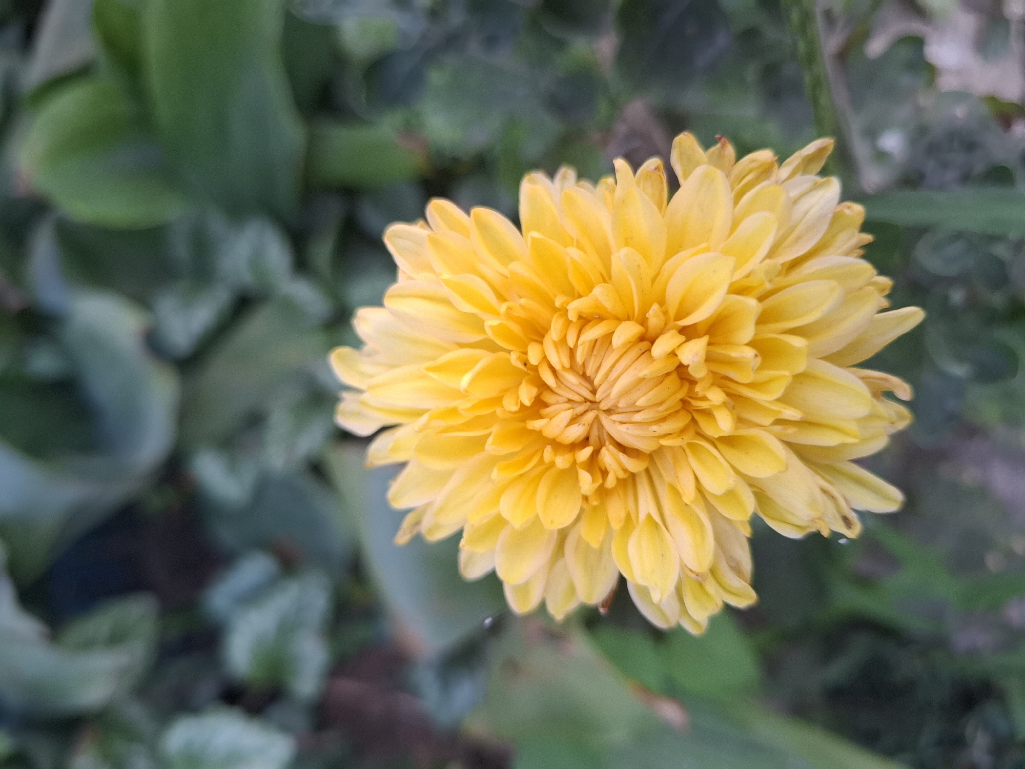 The image is a close-up shot of a yellow chrysanthemum flower, centered in the frame. The flower has many densely packed petals, creating a textured, spherical appearance. The petals are a vibrant yellow, with lighter shades towards the tips and darker, more orange tones in the center where they are tightly coiled. The background is softly blurred, showing green foliage and some darker areas, suggesting an outdoor setting. There are no people or specific actions depicted. The overall scene is that of a single, blooming flower in a natural environment. No specific location in Dubăsarii Vechi, Moldova, can be identified from the image itself.