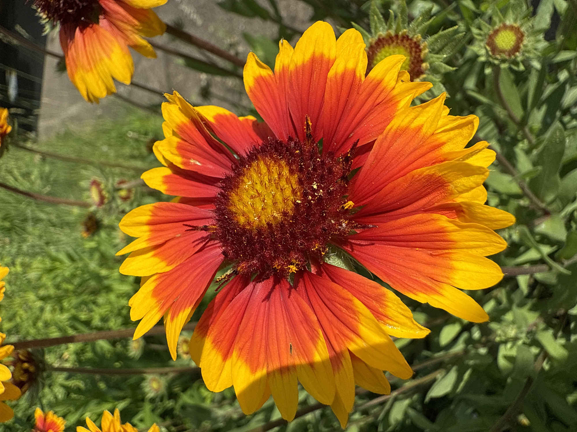 A close-up, high-angle shot captures a vibrant Gaillardia flower in full bloom. The flower's petals display a striking gradient of deep red at the base transitioning to bright yellow at the tips. The center of the flower is a dark reddish-brown, speckled with yellow pollen. The bloom is surrounded by lush green foliage. In the background, other Gaillardia flowers and stems are visible, some in focus and others blurred. The scene suggests an outdoor setting, possibly a garden or park in Chaikovsky, Russia, given the context of the prompt. The lighting indicates it is daytime, with shadows cast across some of the petals. There are no people or animals present in the image.