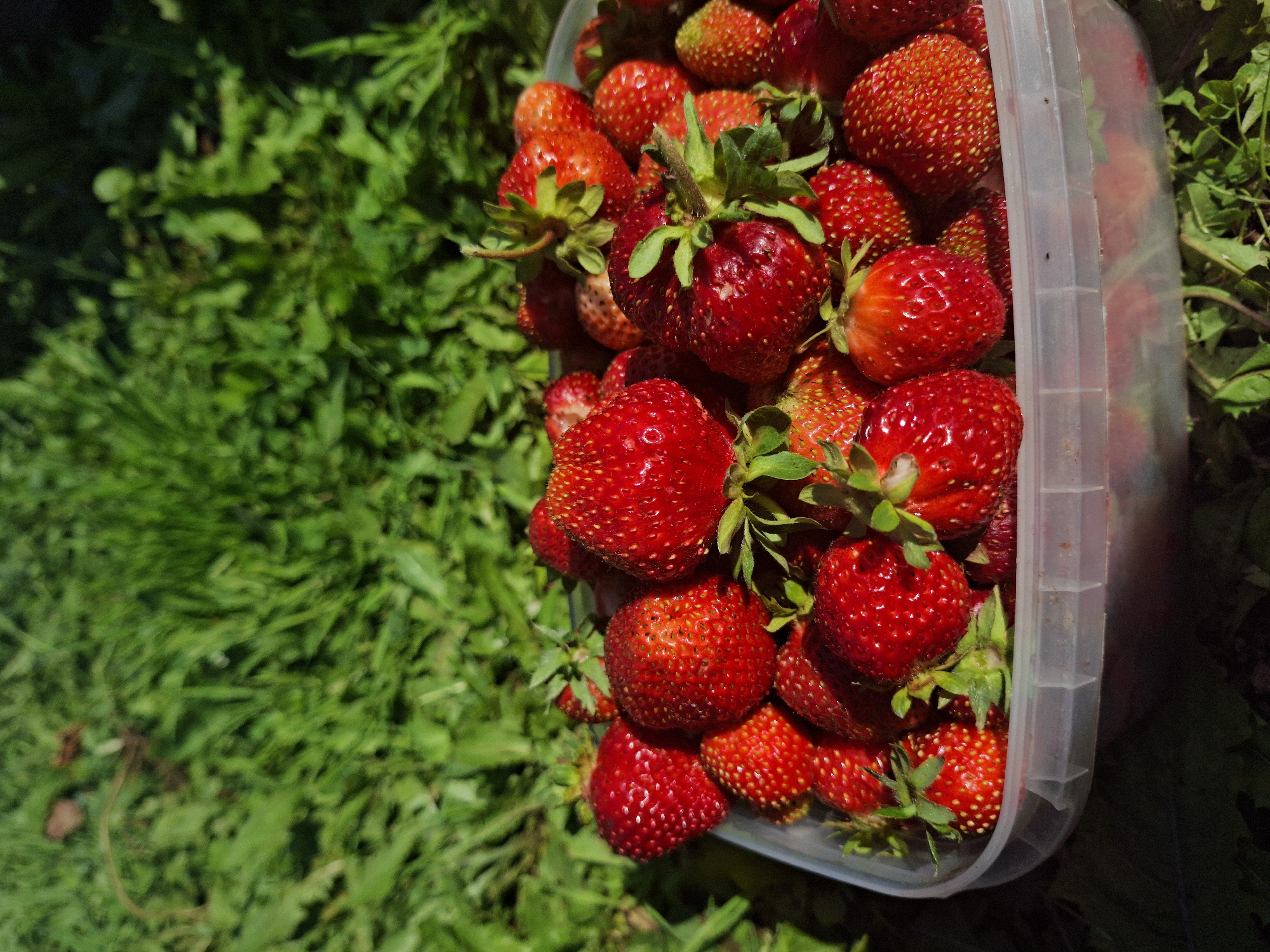 The image shows a clear plastic container filled with ripe, red strawberries. The container is positioned on a patch of lush green grass, suggesting an outdoor setting. The strawberries are plump and have small seeds visible on their surface. Some of them still have their green stems and leaves attached. The lighting suggests it is daytime, likely sunny, due to the bright highlights on the strawberries and the shadows cast on the grass. The background consists of more green foliage, possibly more grass or other low-lying plants, which is slightly blurred, making the strawberries the clear focus of the image. The overall scene evokes a sense of freshness and harvest. No people are visible in the image.