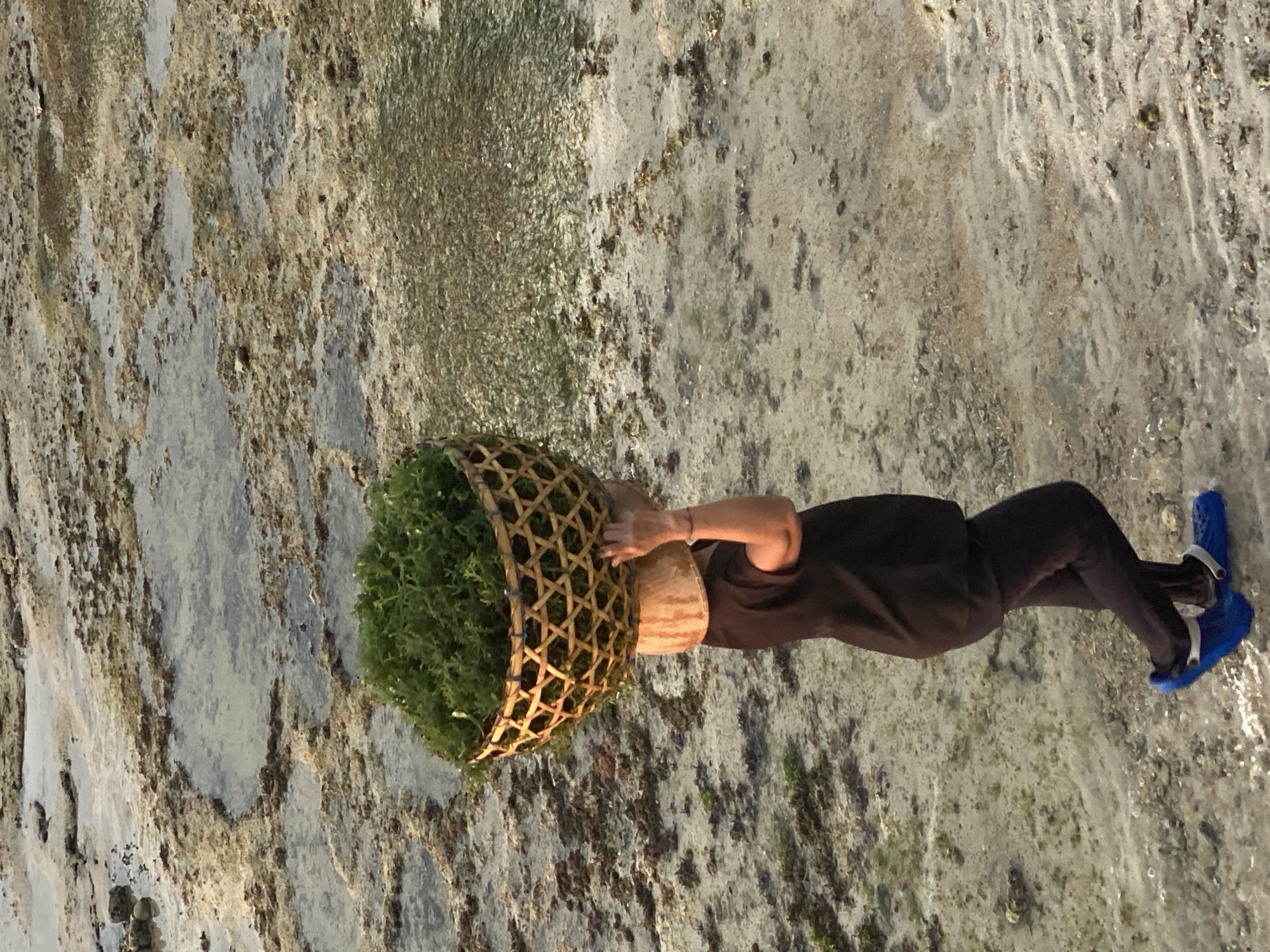A person walks across a shallow body of water, carrying a large woven basket filled with green seaweed on their head. The person is wearing dark clothing and blue clogs. The ground is sandy with patches of water and seaweed. The scene appears to be a coastal area, likely a beach or tide pools, and could be located in Nusa Penida, Indonesia, known for its seaweed farming. The lighting suggests it is either early morning or late afternoon.