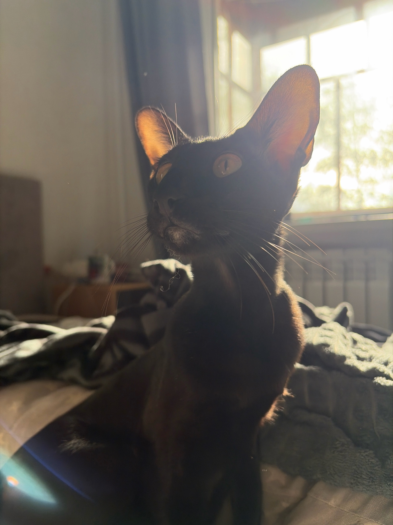 The image shows a close-up, side-profile view of a dark-colored cat sitting on a bed. The cat's ears are large and translucent from the sunlight streaming through a window in the background. Its eyes are a striking yellow. The cat is positioned on a bed covered with blankets, one of which appears to be a fuzzy, textured gray. The room is dimly lit except for the bright natural light from the window, which creates a halo effect around the cat's ears and highlights its whiskers. The overall atmosphere is warm and serene, with the sunlight creating a lens flare effect across the lower left of the image. There are no people visible in the image. The environment suggests an indoor domestic setting. The location is not specified in the image, but it is a domestic bedroom.