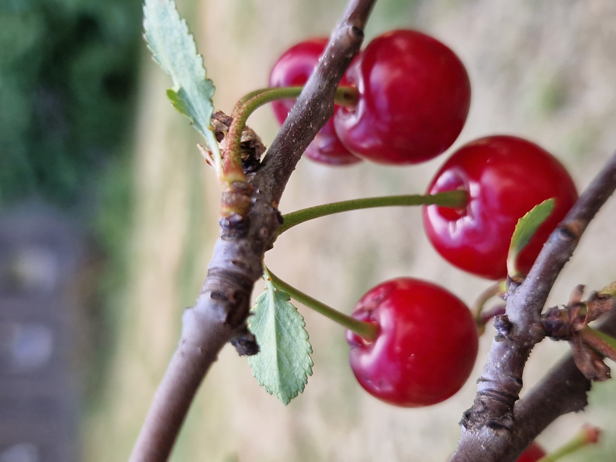 This is a close-up, macro photograph of several ripe, red cherries growing on a tree branch. The cherries are plump and have a glossy sheen, indicating they are fresh and ready to be picked. The branch is thin and brown, with a slightly rough texture. Small, green leaves are visible, some attached to the branch and others detached and blurry in the background. The background is out of focus, with a soft blend of green and beige hues, suggesting an outdoor setting, possibly a garden or orchard, with foliage and possibly grass. The lighting appears to be natural daylight, with a soft glow on the cherries. There are no people or animals visible in the image, and no text is present. The focus is entirely on the cherries and the immediate details of the branch and leaves, creating a sense of natural beauty and the bounty of a fruit-bearing tree. The image was likely taken in Sofia, Bulgaria, during the cherry season.