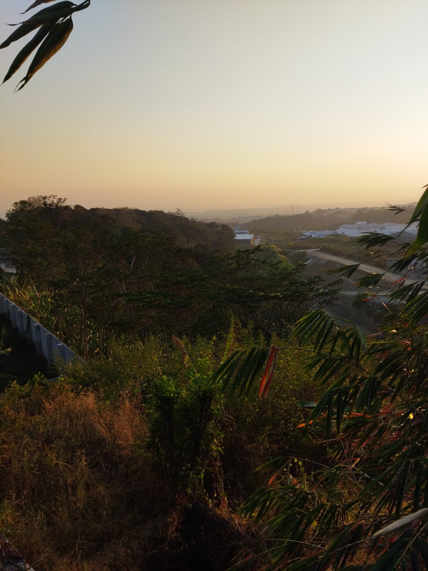 The image captures a serene sunset view over a developing landscape in Semarang, Indonesia. The foreground features lush, dry vegetation and bamboo leaves, with a concrete wall on the left. In the mid-ground, a densely wooded hillside slopes down, revealing a dirt road winding through sparse trees and what appear to be newly constructed white-roofed buildings. The background depicts a hazy, distant cityscape with buildings and communication towers. The sky is a soft gradient of yellow and light blue, indicative of the golden hour. There are no people visible in the scene.