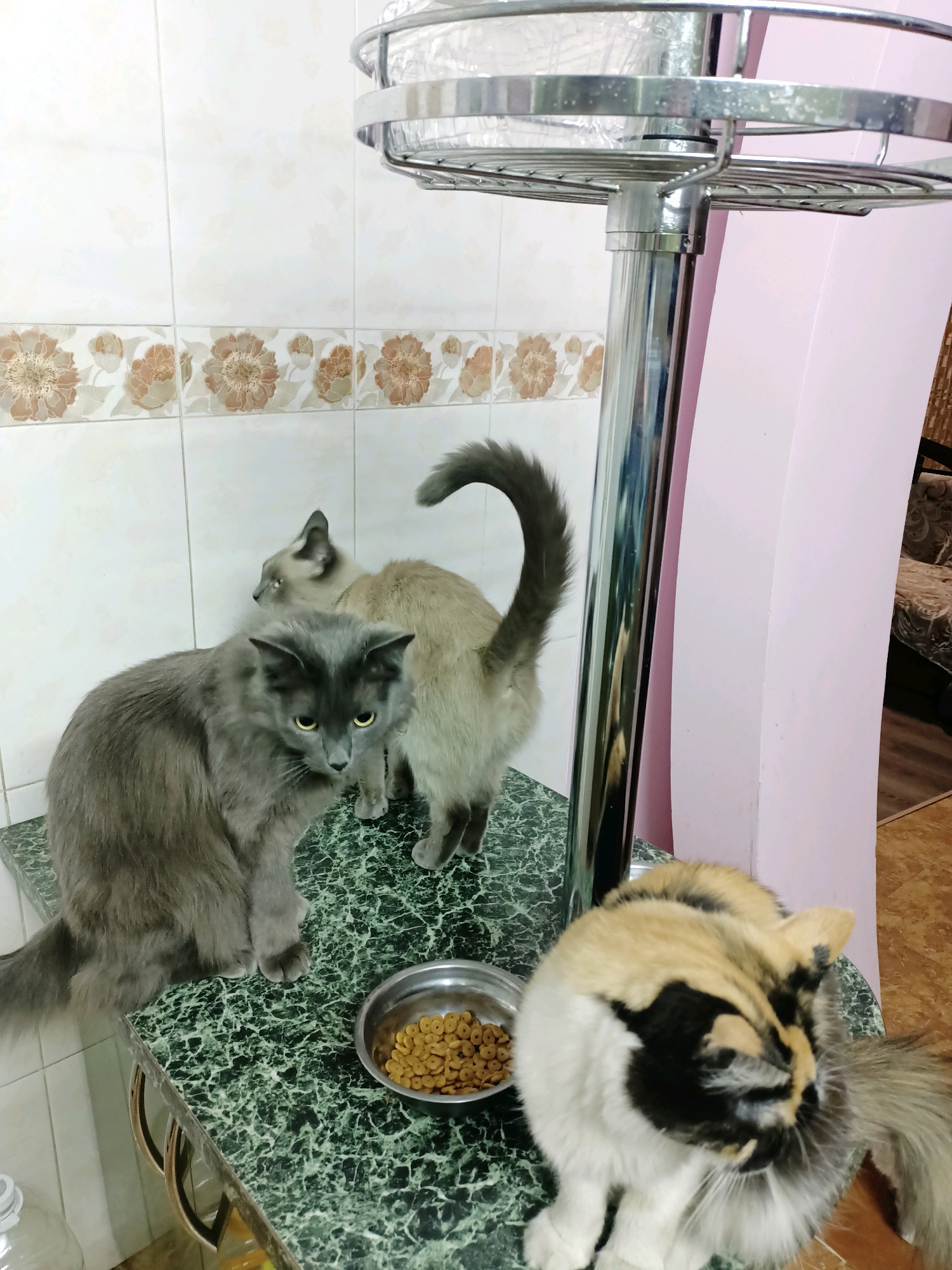Three cats are positioned on a green marble countertop. A large grey cat with yellow eyes sits in the foreground on the left. Behind it, a Siamese cat with cream-colored fur and dark points on its ears, face, and tail is standing, facing away from the camera. To the right, a calico cat with patches of black, orange, and white fur is seated, grooming itself. A small silver bowl filled with kibble is in front of the grey cat. The countertop is situated in front of a white tiled wall with a decorative floral border. A stainless steel shelving unit with multiple tiers is positioned behind the cats, and a portion of a light pink wall is visible to the right of the shelving unit. The overall scene appears to be indoors, likely in a kitchen or dining area.