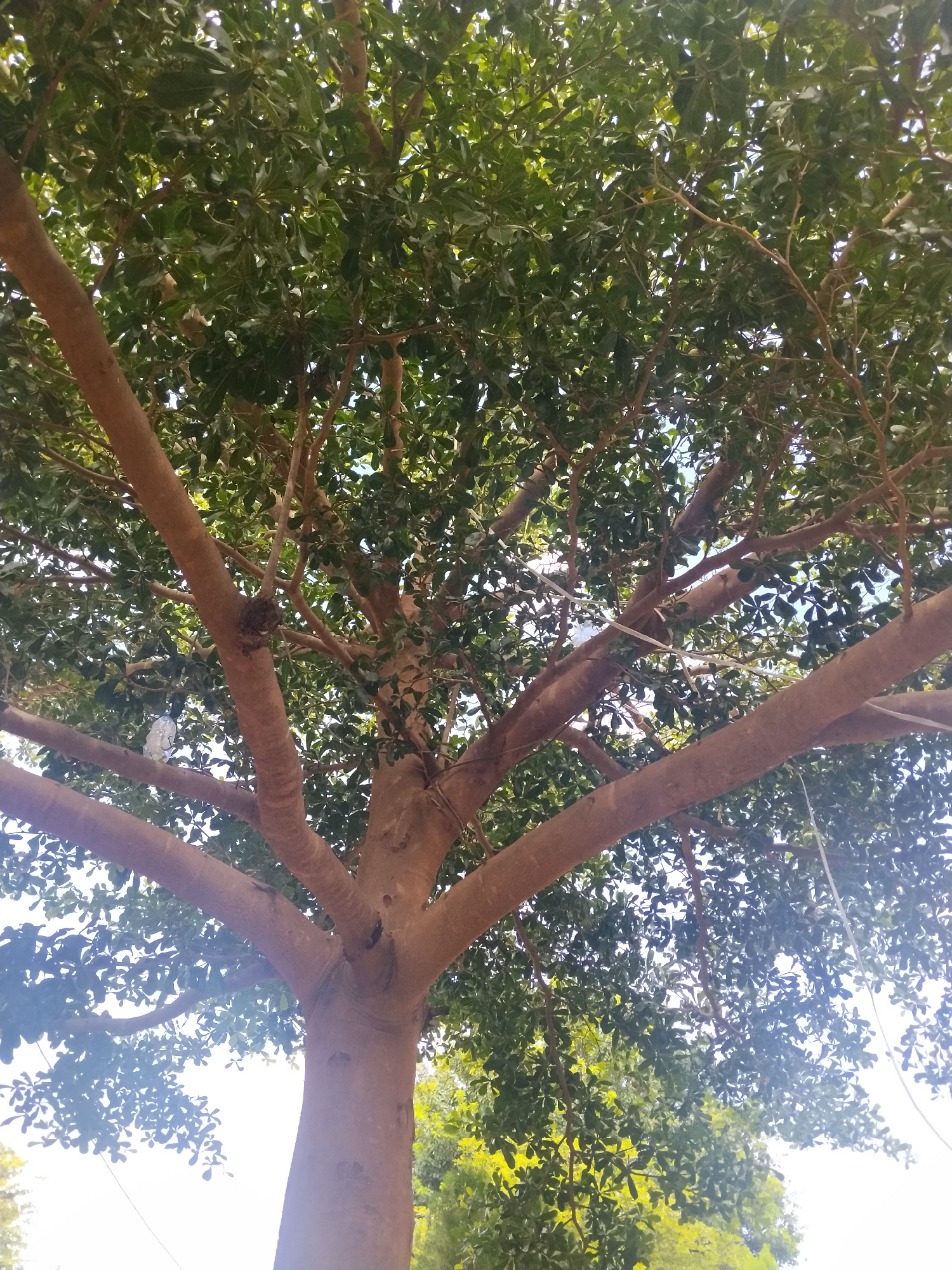 The image shows a low-angle view looking up into the canopy of a large tree. The tree has a thick, light brown trunk that branches out into many substantial limbs. The branches are covered in dense, dark green foliage. The leaves are small and oval-shaped, creating a thick, leafy crown. Sunlight filters through the leaves, creating a dappled effect and highlighting the bright sky in some areas. A few white strings or wires are visible amidst the branches, possibly utility lines or decorations. In the background, hints of other green foliage suggest the tree is part of a natural environment or park. The overall impression is of a lush, verdant scene, likely during daylight hours with clear skies. The image appears to be taken in Mangu Town, Nigeria.