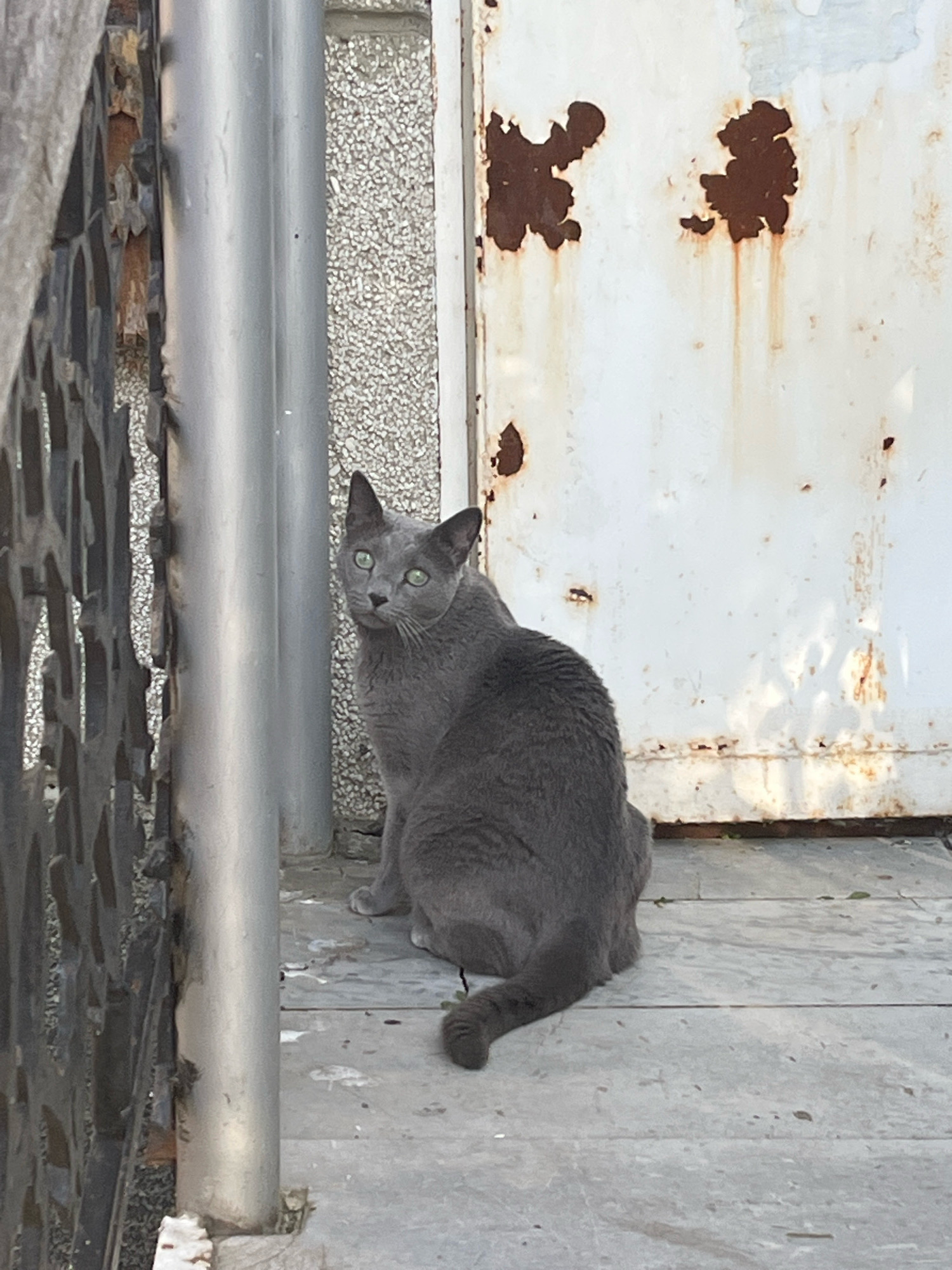 A medium shot shows a grey cat with green eyes sitting on a paved surface. The cat is facing to the left of the frame, with its head turned to look at the camera. The cat's body is mostly obscured by the left edge of the frame. In the background, a rusty white door is visible, with patches of rust scattered across its surface. To the left of the cat, a metal fence with a decorative pattern is present, along with a vertical metal pole. The ground is paved with concrete slabs. The overall scene appears to be an outdoor setting in a city.