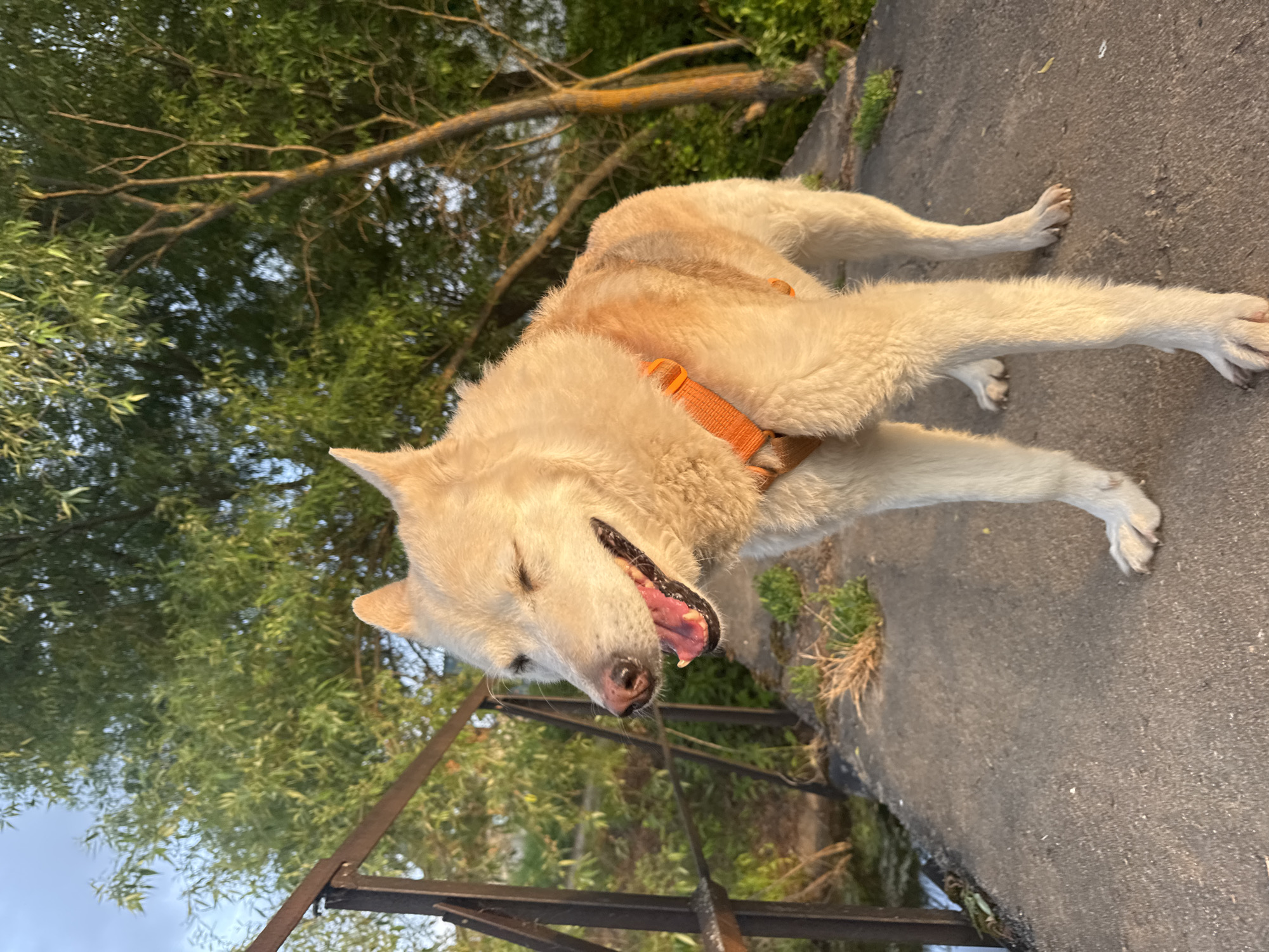 A light-colored dog, possibly a husky or similar breed, is captured mid-stretch or yawn on a concrete or asphalt path. The dog, wearing an orange harness, extends its front paws forward and hind legs backward, with its mouth wide open, revealing teeth and tongue. One eye is partially closed, contributing to a relaxed and contented expression.
The scene is set outdoors, likely by a body of water, indicated by a dark metal railing in the foreground and lush green trees, possibly willows, filling the background. The natural light suggests either late afternoon or early morning, with warm sunlight illuminating the dog and the surroundings. The overall impression is one of a peaceful moment in a natural, public setting, possibly a park or riverbank in Kamysh, Russia. No visible text is present in the image.