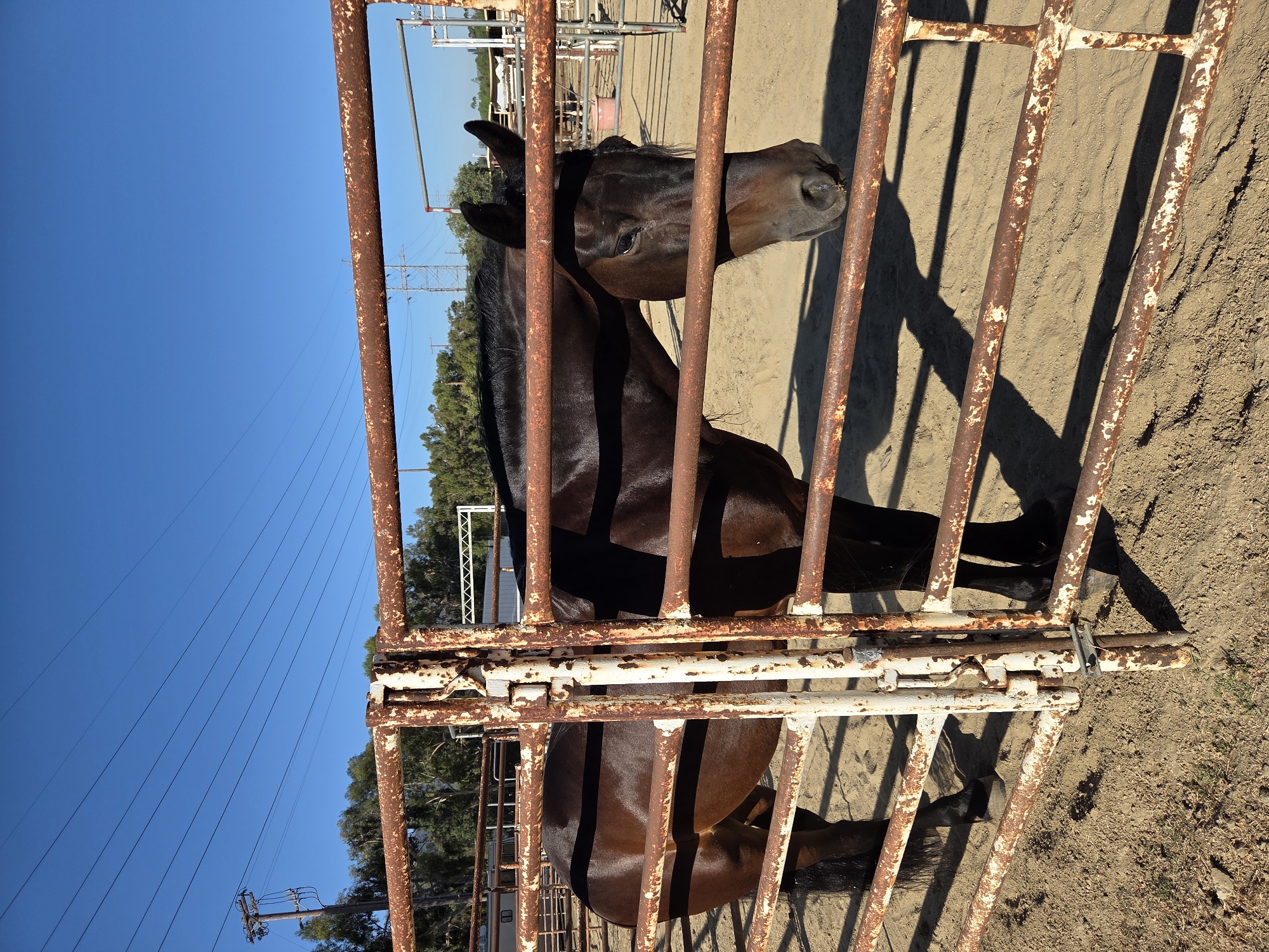 A dark brown horse stands in a dirt enclosure behind a rusty metal fence in Burbank, California. The horse is facing to the right, with its head lowered. The enclosure has sandy ground and is surrounded by a fence. In the background, there are trees and power lines against a clear blue sky. The sun is casting shadows on the ground.