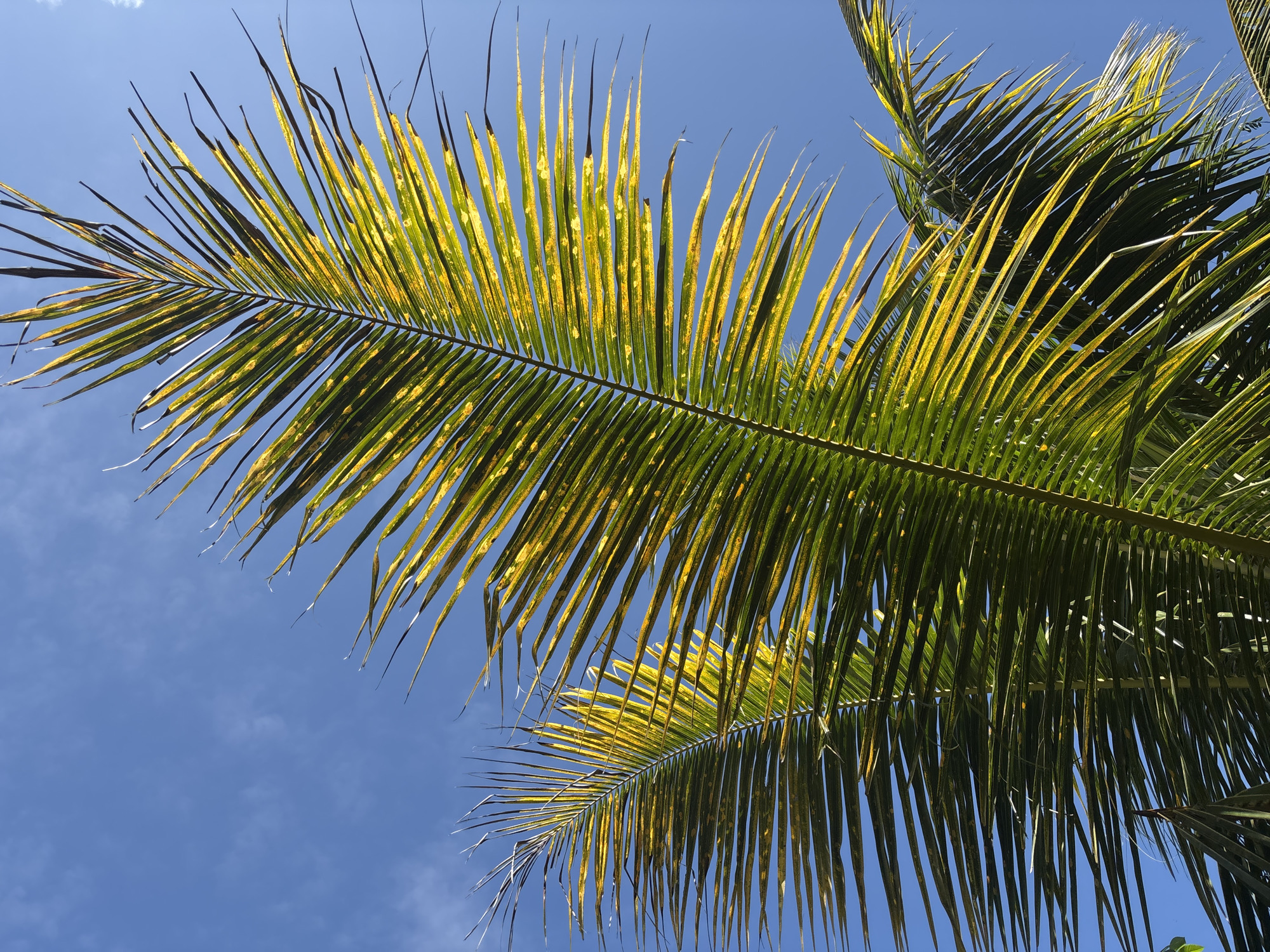 Two palm fronds, partially yellowed and green, are silhouetted against a clear blue sky with wispy white clouds. The fronds are in focus, and the sky serves as a backdrop. The image appears to be taken in Kuta Selatan, Indonesia, a location known for its tropical climate and palm trees.