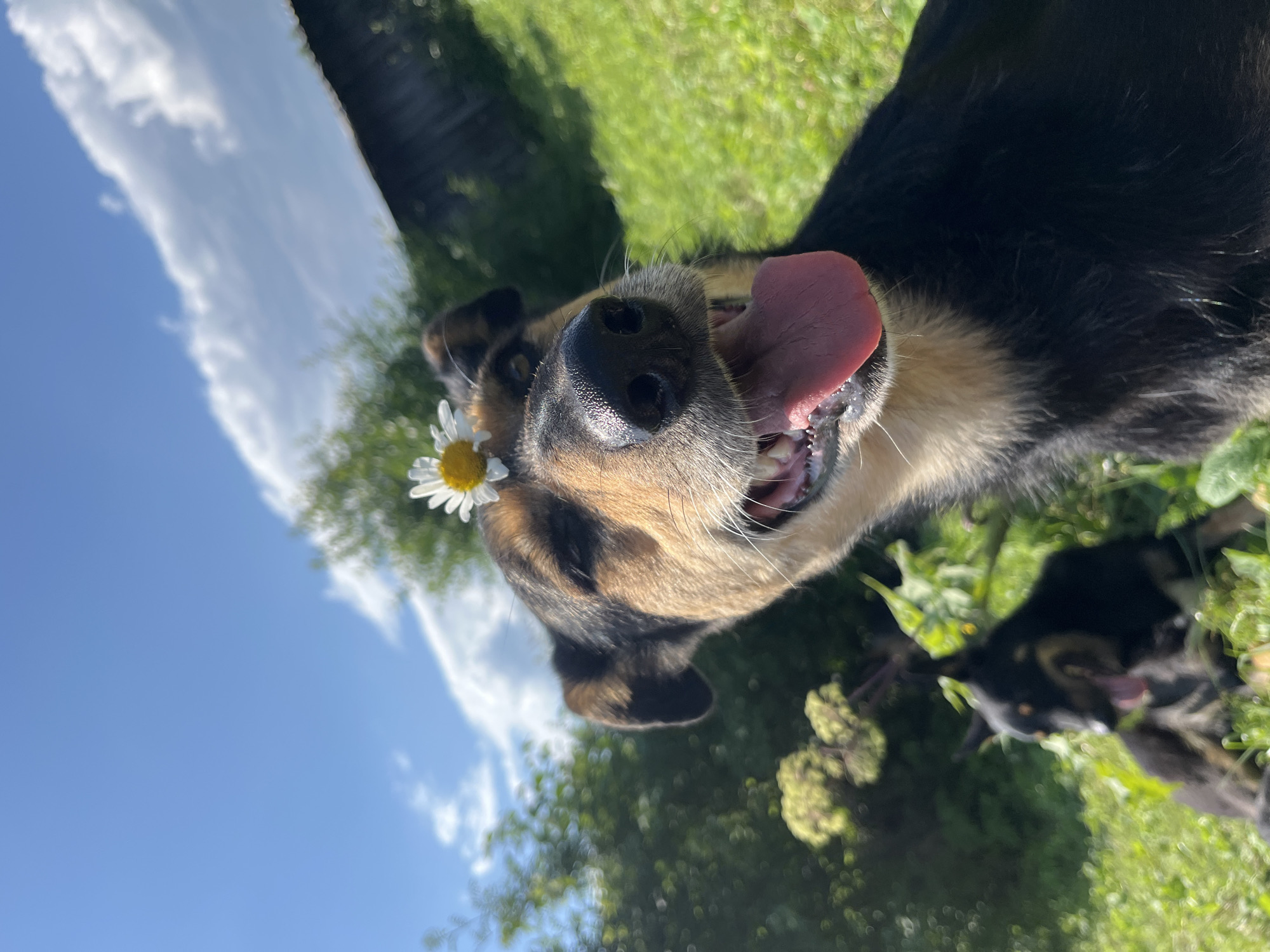 A close-up, low-angle shot shows a dog with a daisy perched on its head, facing the camera. The dog has its mouth open, panting, with its pink tongue hanging out. Its eyes are partially closed, and its fur is a mix of black and tan. In the background, another dog is visible, lying down in green grass. The environment appears to be outdoors, with lush greenery and a bright blue sky with scattered clouds. A wooden structure is visible in the upper right corner. The scene is set in the city of Nizhny Tagil, Russia.