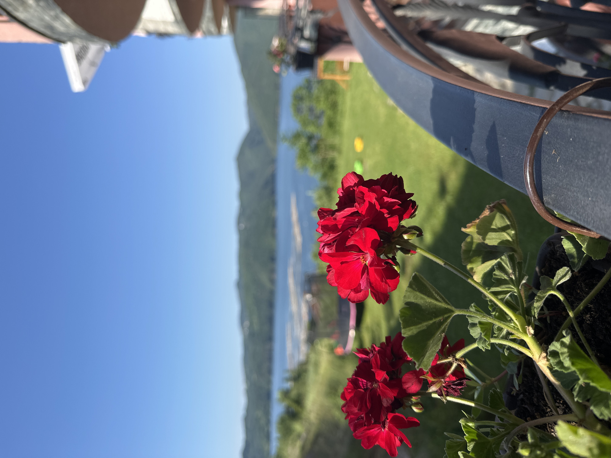 This image depicts a close-up of bright red geraniums in a pot on a balcony, with a scenic backdrop. The balcony railing, made of dark metal with a curved top, occupies the right side of the foreground. Beyond the flowers and railing, a lush green lawn slopes down towards a wide, calm body of water, likely a lake or reservoir. In the distance, rolling hills covered in greenery rise against a clear, bright blue sky. The overall setting suggests a tranquil, natural environment, possibly in the vicinity of Glavatartsi, Bulgaria, known for its reservoir. The lighting indicates a sunny day. No people are visible in the image.