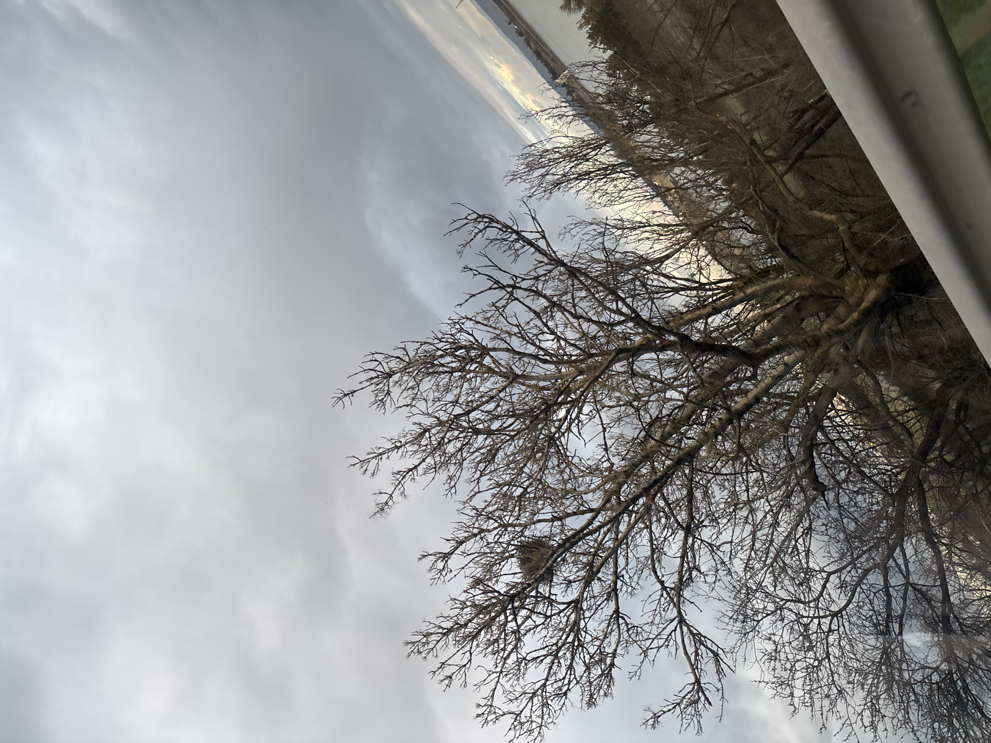 The image depicts bare tree branches against a cloudy sky. A bird's nest is visible among the branches. The photo appears to have been taken from inside a vehicle, as part of the frame includes a section of the car's interior. The location, Tbilisi, Georgia, is not discernible from the visual content alone.