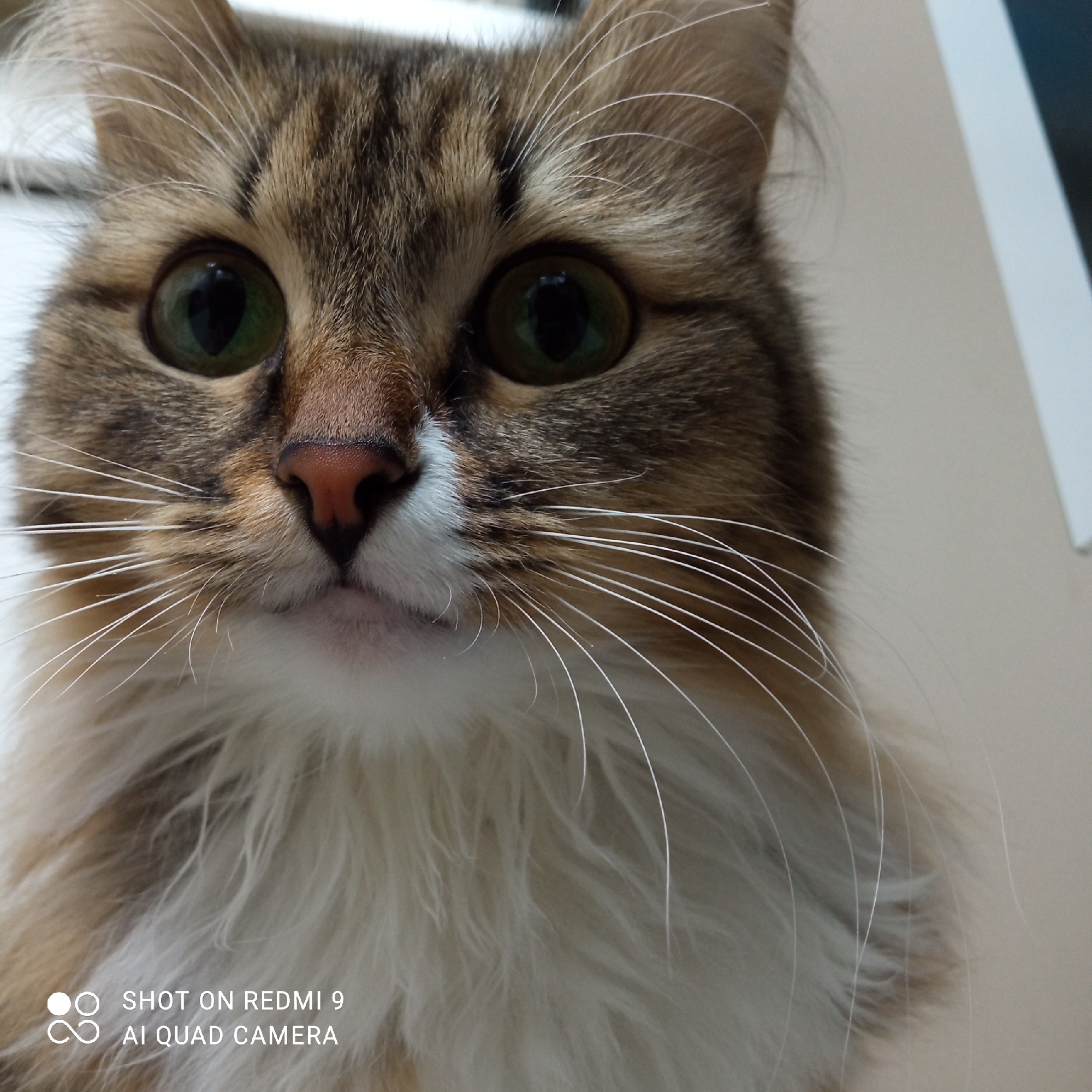 A close-up, head-on portrait captures the face of a domestic cat in Chaikovsky, Russia. The cat, appearing to be a long-haired or semi-long-haired breed, dominates the frame with its alert expression. Its fur displays a tabby pattern with shades of brown and darker stripes on its head, transitioning to a prominent white bib and muzzle area.
The cat's eyes are a striking green color with large, dilated black pupils, reflecting light sources. Its nose is a soft pink, and a distinct white patch of fur is visible above its mouth and extending down its chest. Numerous long, thin white whiskers extend outwards from both sides of its muzzle, catching the light.
The background is softly blurred and appears to be an indoor setting, with light, neutral-colored walls. A sharp white vertical line is visible on the far right, suggesting a structural element like a door frame or wall corner.
In the bottom left corner of the image, white text is visible: "SHOT ON REDMI 9" and "AI QUAD CAMERA," indicating the device used to capture the photograph. The cat's gaze is directed towards the camera, conveying curiosity and attentiveness.