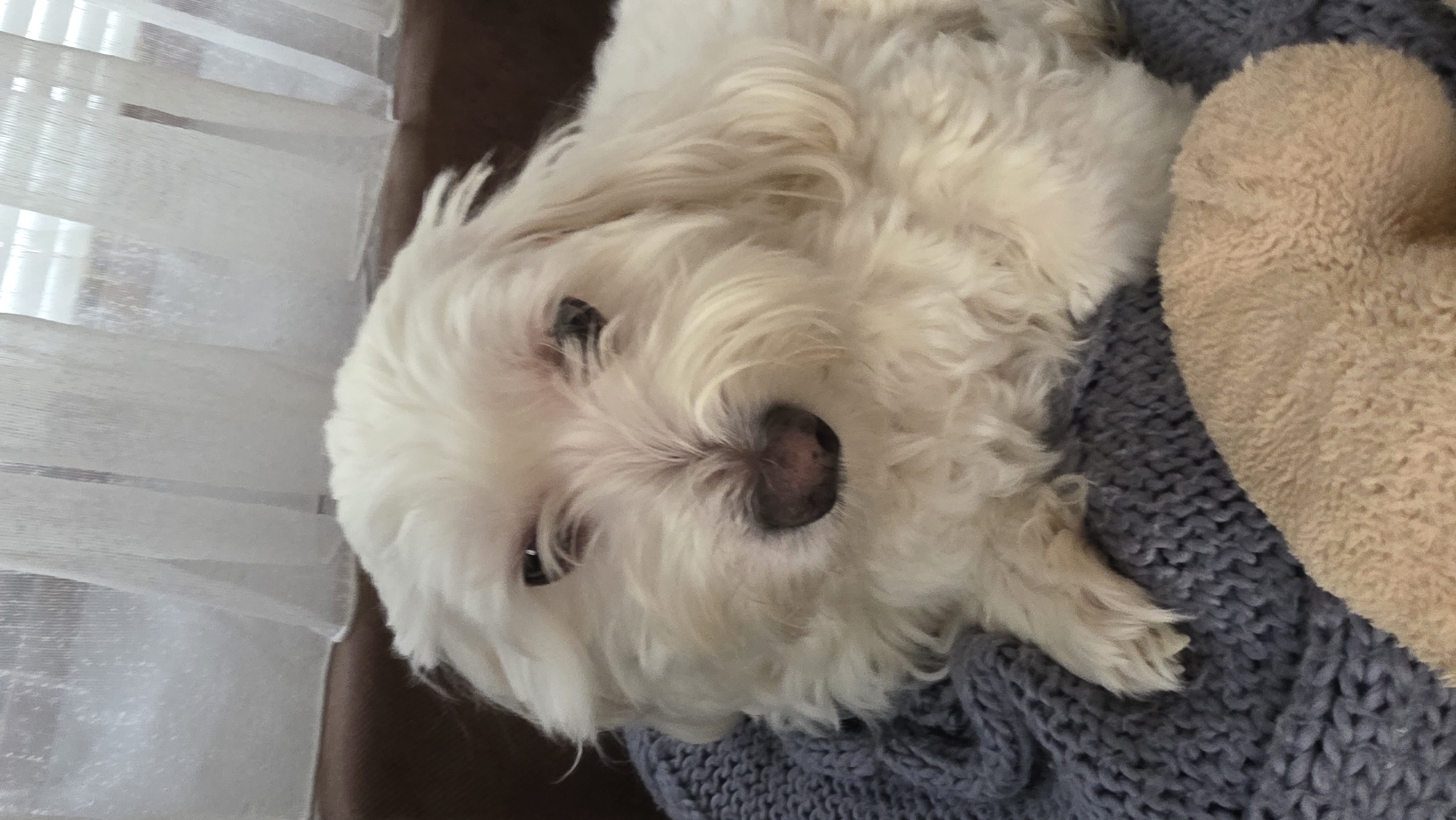 A fluffy, white Maltese dog is lying on a dark gray, knit blanket. A beige, plush object is next to the dog. The dog has dark eyes and a pink nose. A window with translucent curtains is in the background. The location is unknown; there is no indication in the image that it is Blagoevgrad, Bulgaria.