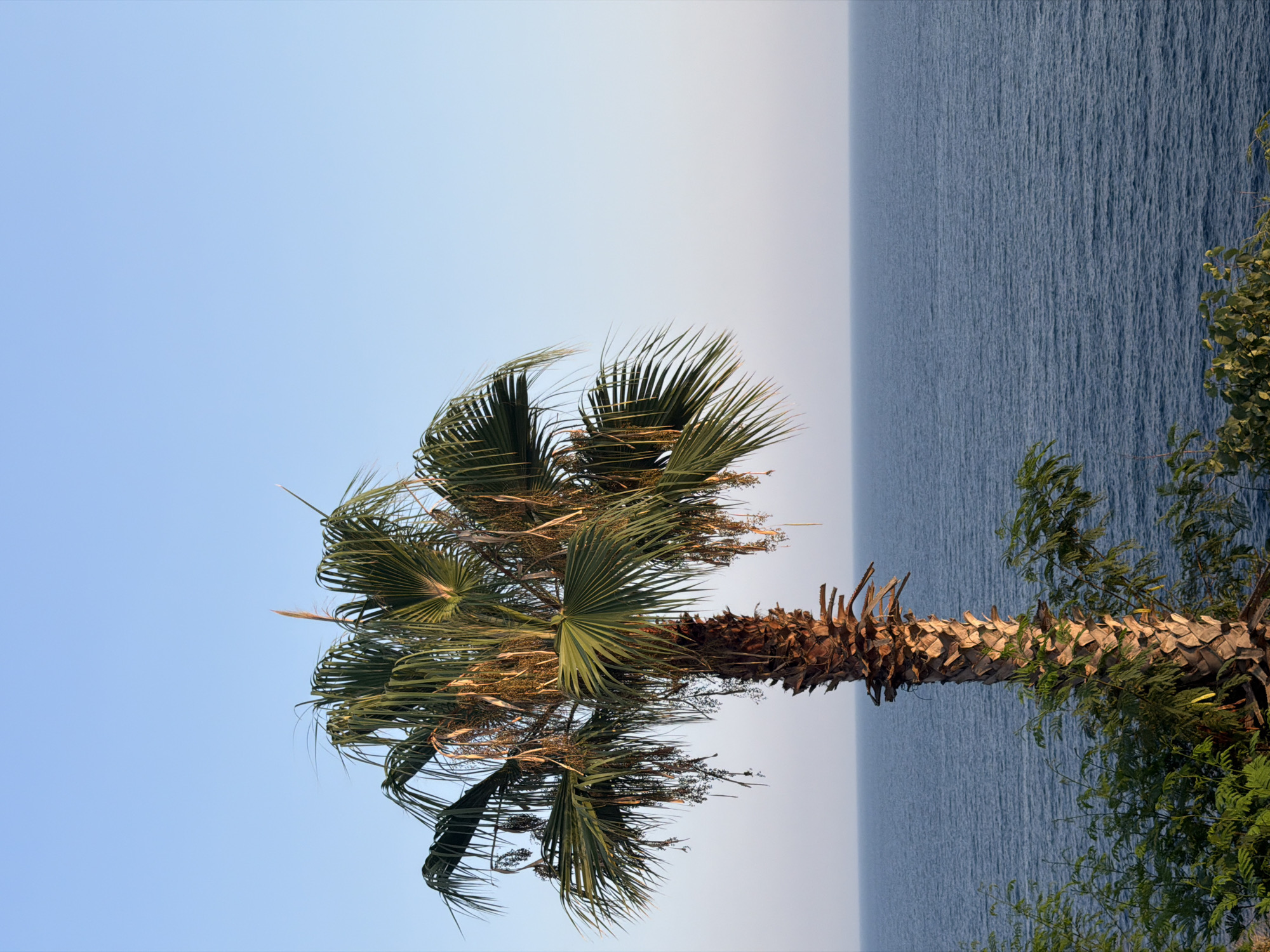 A single palm tree stands on the right side of the frame, its trunk textured and brown, with a full crown of green fronds extending towards the top of the image. The palm tree is situated on a slight incline, with green foliage visible at its base. The sea, a deep blue, occupies the lower half of the image, stretching towards the horizon under a clear, pale blue sky. The scene appears to be a coastal view in Antalya, Turkey, likely during daylight hours given the illumination. There are no people or animals visible in the image.