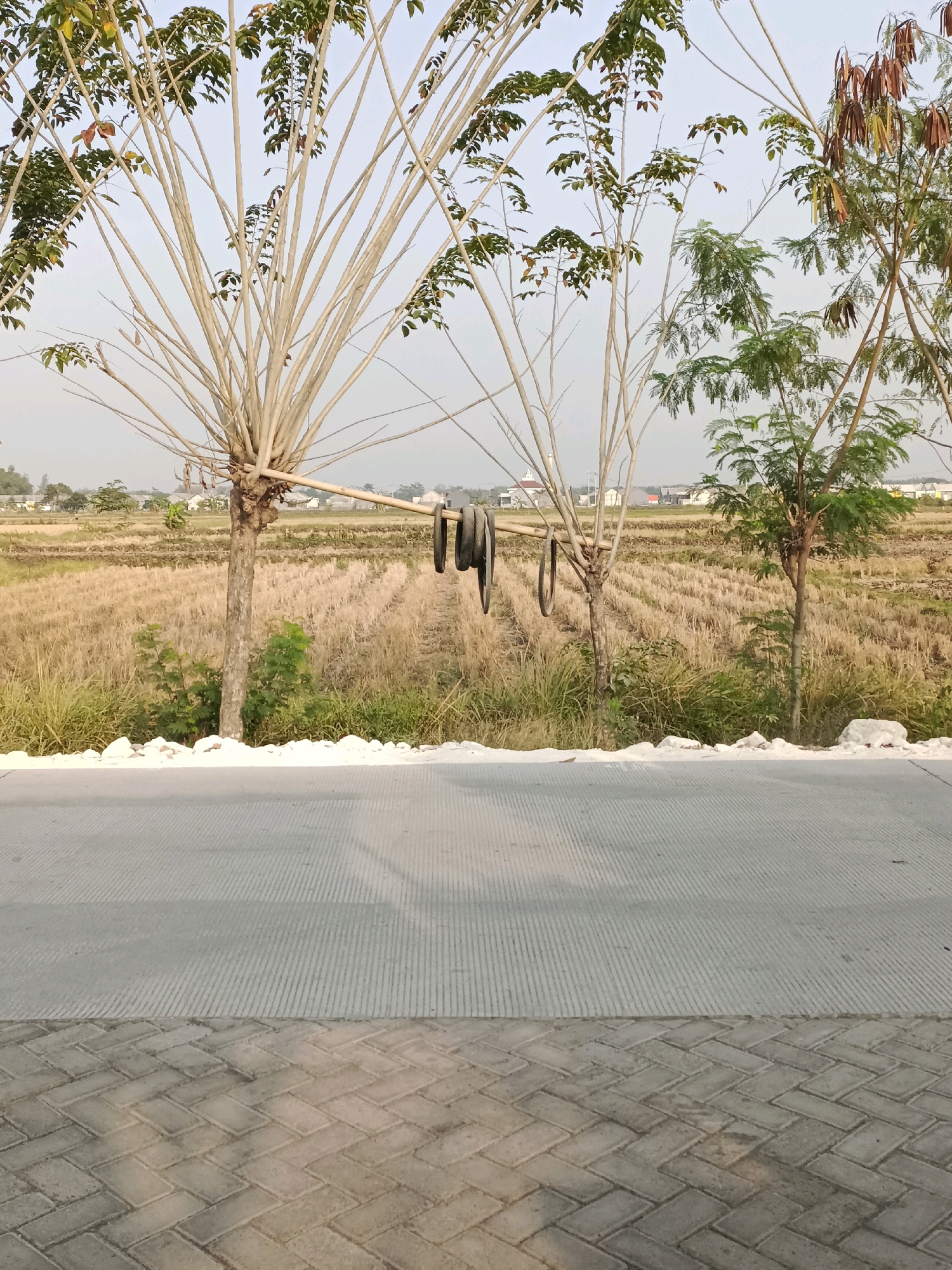 In the city of Sumberjo, Indonesia, a paved road runs horizontally across the foreground. To the right, a herringbone patterned brick walkway borders the road. Beyond the road, a dry field, likely a rice paddy, stretches into the distance. Two trees stand in the middle ground; one on the left is bare and has a bamboo pole stretched between it and a second tree on the right. Two dark, circular objects, resembling inner tubes, hang from the bamboo pole. The tree on the right has some green foliage. In the far background, houses are visible amongst a few scattered trees. The sky is overcast and pale.