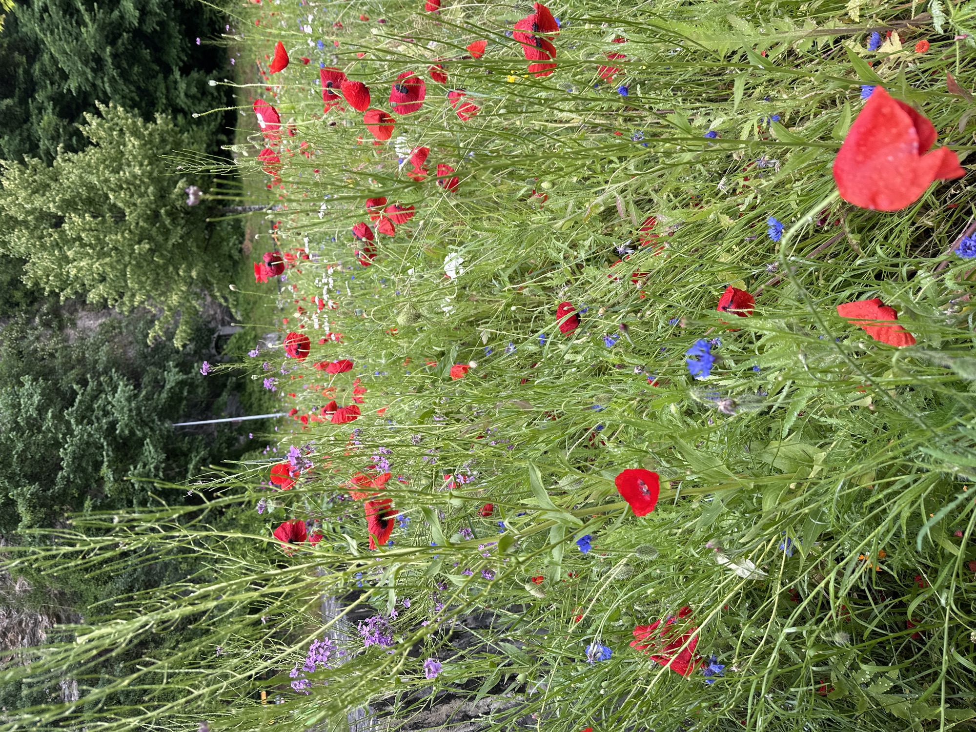 The image captures a close-up view of a vibrant wildflower meadow, predominantly featuring red poppies and scattered blue cornflowers. The flora is dense and lush, with tall, slender green stalks and leaves dominating the foreground and mid-ground. The poppies, with their characteristic delicate red petals, are in various stages of bloom, some fully open and others in bud. The blue cornflowers provide a striking contrast to the red poppies and the dominant green of the foliage. In the background, hints of a rocky cliff face and dense green trees suggest a natural or semi-natural environment, possibly on the outskirts of a town or in a park setting. The lighting appears to be natural daylight, and the overall impression is one of a thriving, wild ecosystem. This scene is located in Meiringen, Switzerland, a place known for its stunning natural beauty and alpine landscapes.