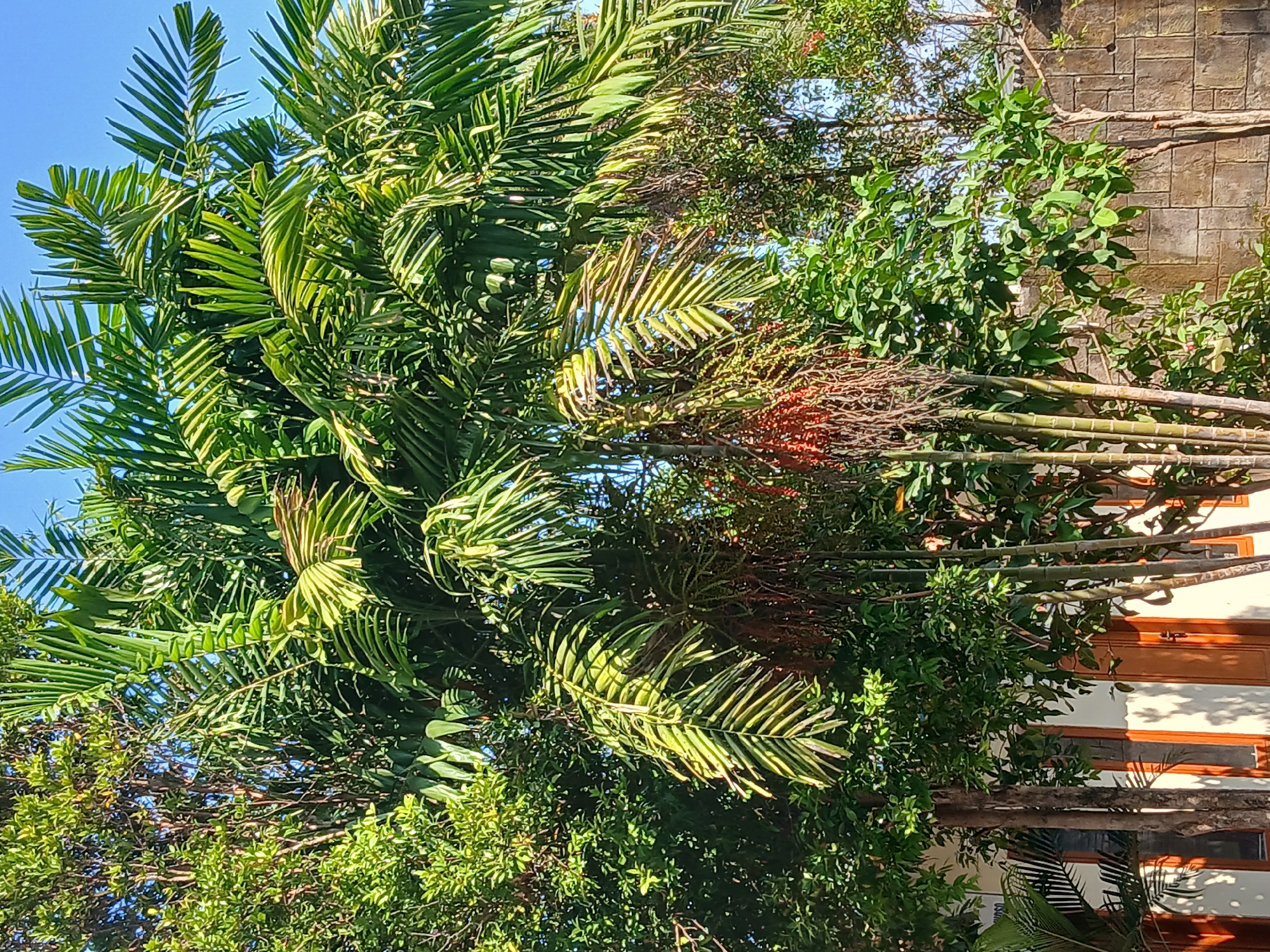 The image depicts an outdoor scene in Pejaten, Indonesia, featuring lush vegetation and a building. Dominating the foreground is a tall palm tree with large, green fronds, some of which appear slightly dried or yellowed. Hanging from the palm tree are clusters of small, red fruits. To the left of the palm, a building with white walls and brown wooden doors and windows is partially visible, suggesting a residential or commercial structure. Several other trees and plants with dense green foliage surround the palm and the building, creating a tropical ambiance. In the background, a stone wall with a textured pattern is visible. The sky is clear and blue. No people are present in the image, and no specific actions or interactions are depicted. The overall impression is of a sunny, natural setting within an urban or suburban environment.