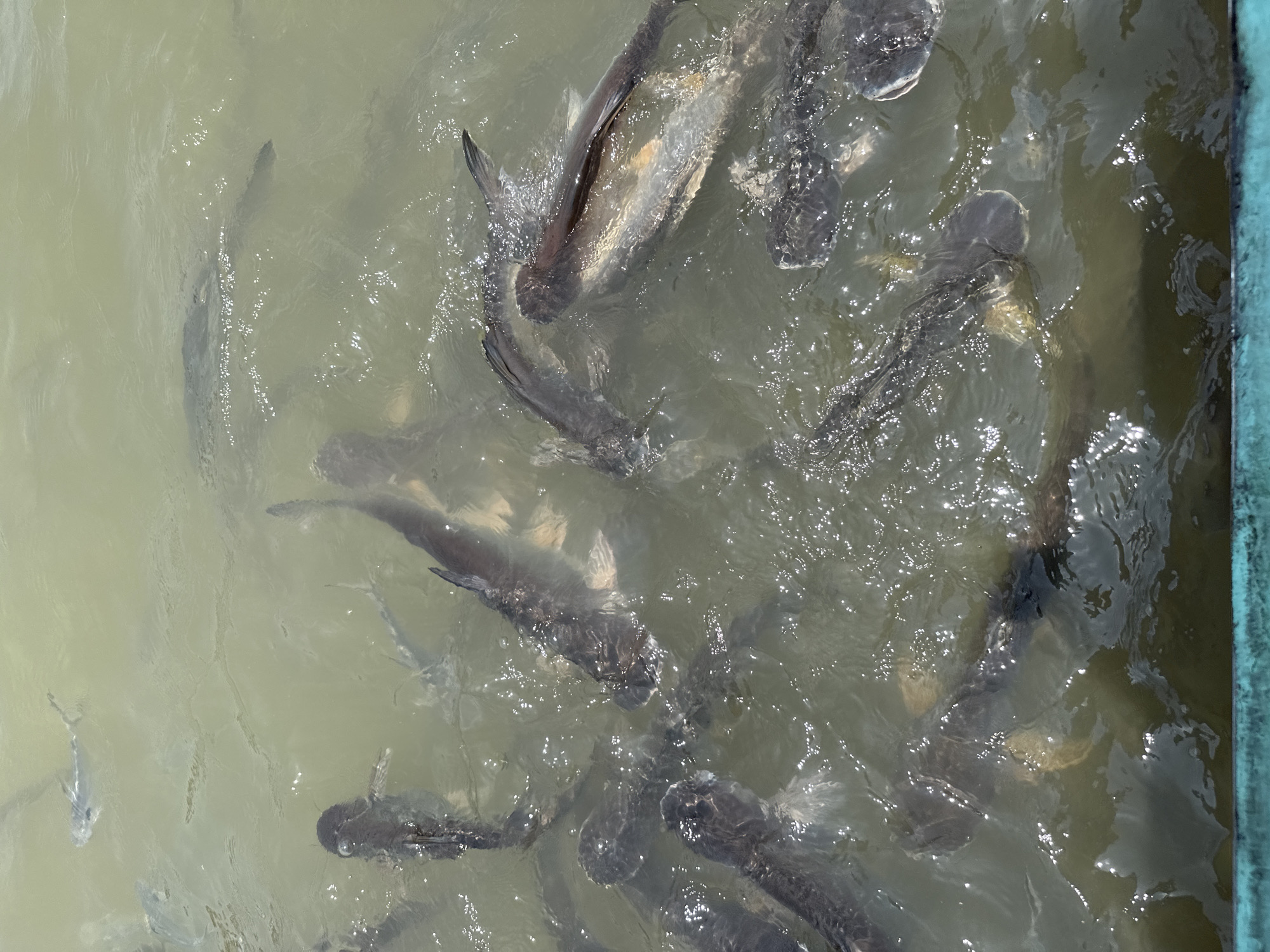 Numerous dark gray fish are swimming in murky, light green water. The fish are densely packed together. The scene is possibly located in the city of Bang Kruai Town Municipality, Thailand. A portion of a green structure, possibly a boat or dock, is visible in the upper-right corner. The water's surface is rippled and reflects sunlight.