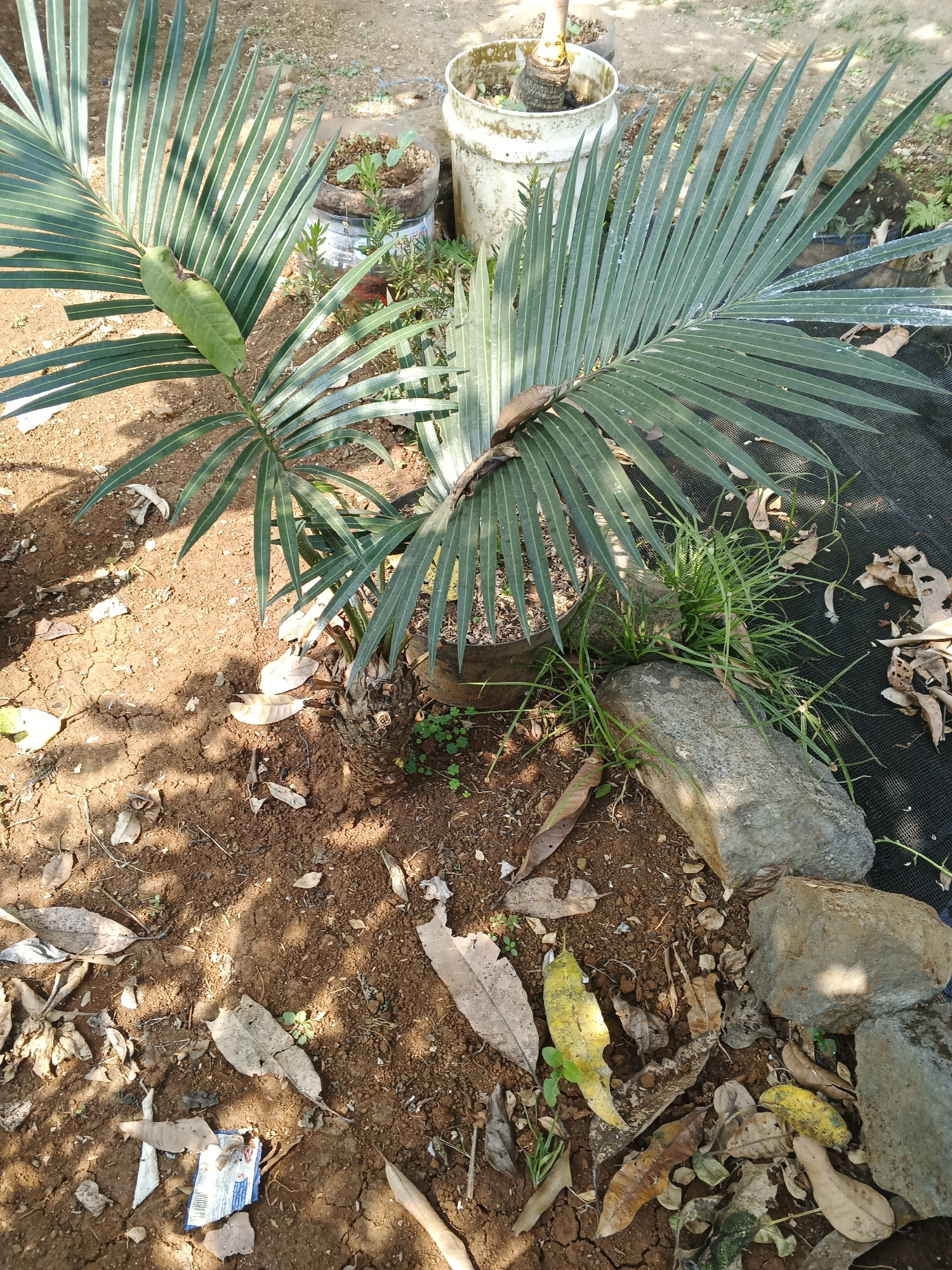 In Warungkiara, Indonesia, an outdoor scene features a young palm plant with large, green fronds. The plant is situated in reddish-brown soil, which is dry and cracked in places. Several fallen leaves, varying in color from brown to yellow, are scattered on the ground around the plant, along with two medium-sized gray rocks. To the right, a black mesh fabric is visible, partially covered by leaves. In the background, a white pot containing soil and a small green sprout is present, as well as another larger white bucket or container. The lighting suggests it is daytime, with shadows cast across the ground. The overall environment appears to be a garden or outdoor planting area.