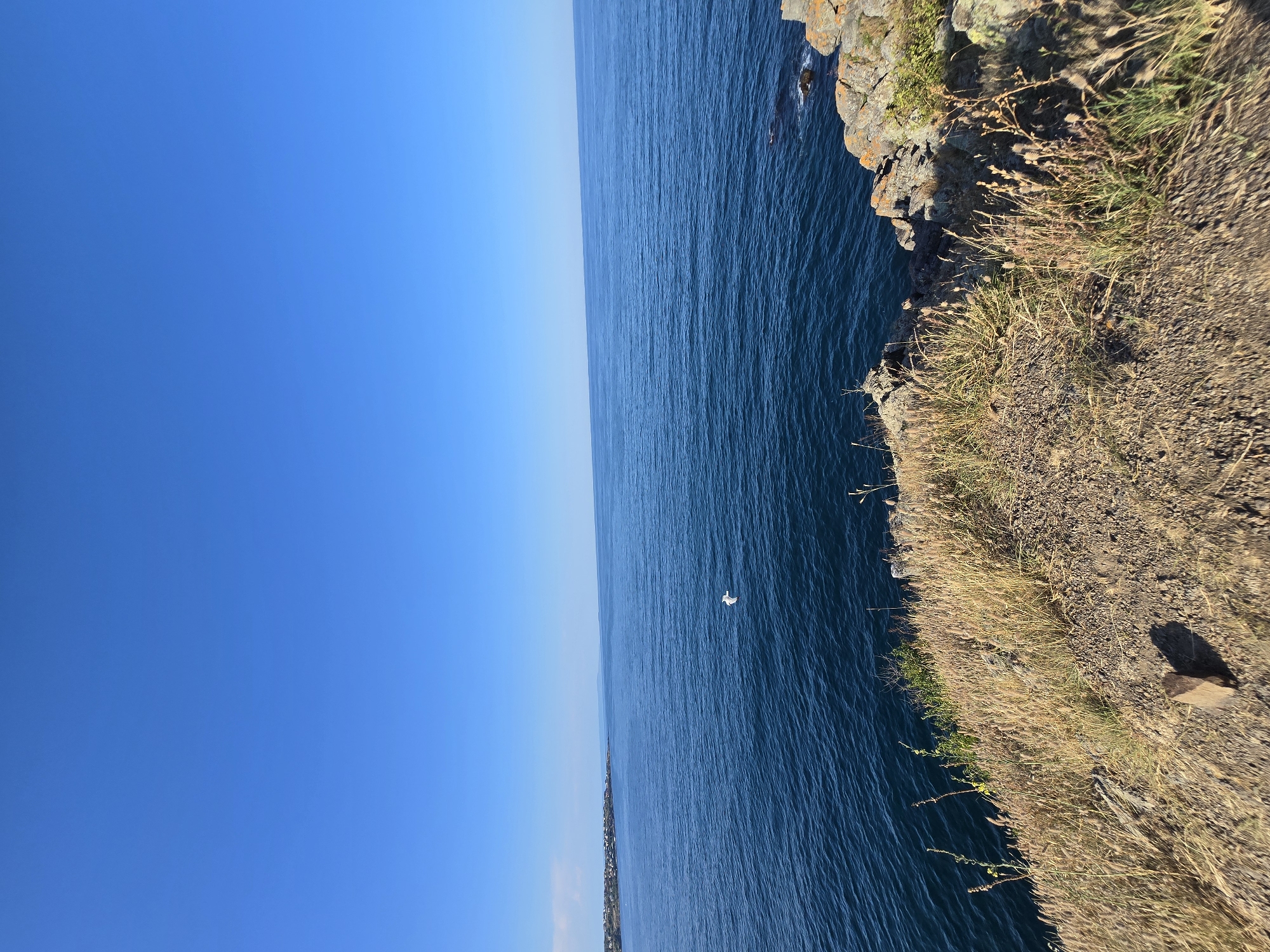 The image captures a scenic view of the Black Sea coast near Sozopol, Bulgaria. The foreground features a grassy cliff with dry, light-brown vegetation and some rocks. The middle ground shows the deep blue sea with gentle waves. A white bird, likely a seagull, is in flight over the water. In the distance, the coastline of Sozopol is visible, characterized by buildings and a clear blue sky. The overall impression is one of a peaceful, natural coastal landscape.