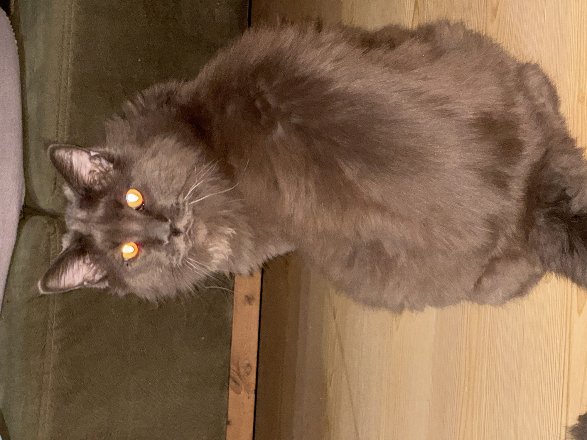 A long-haired, dark gray cat with glowing orange eyes is seated on a wooden floor. The cat is looking directly at the camera, with its body angled away. The background features a green couch and a wooden shelf. The lighting conditions suggest it is indoors, possibly at night. There is no indication of the location being in Gölbaşı, Turkey.