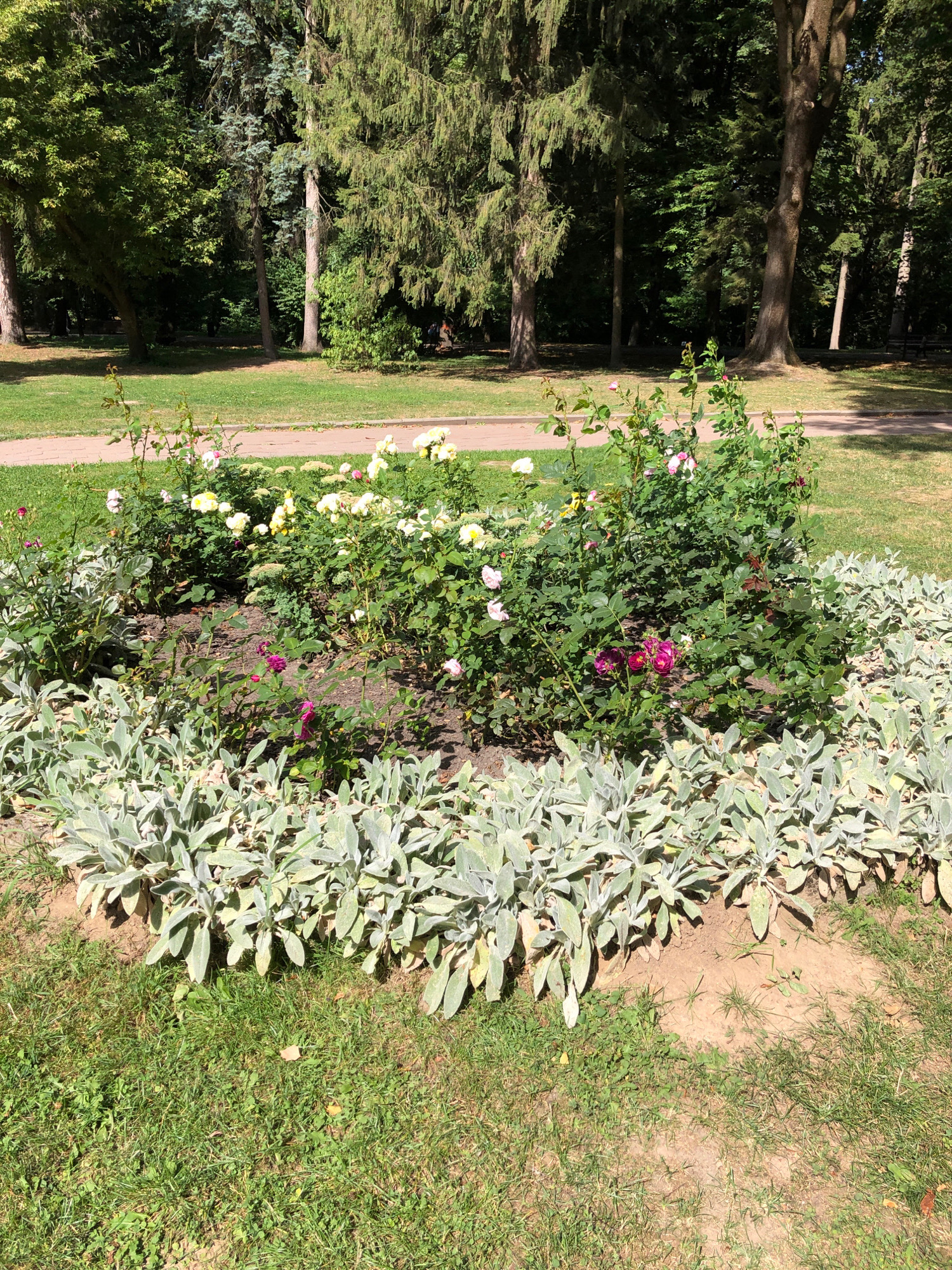 The image depicts a circular flower bed in a park. The flower bed contains a variety of roses, with blooms in white, yellow, and pink. Surrounding the roses is a border of fuzzy, silvery-green foliage, likely lamb's ears. In the background, mature trees create a dense canopy, suggesting a lush, wooded park environment. Sunlight filters through the leaves, dappling the grass and flower bed. The pathway is visible in the upper portion of the image. It is not possible to determine the specific location within Lviv, Ukraine from the provided image.