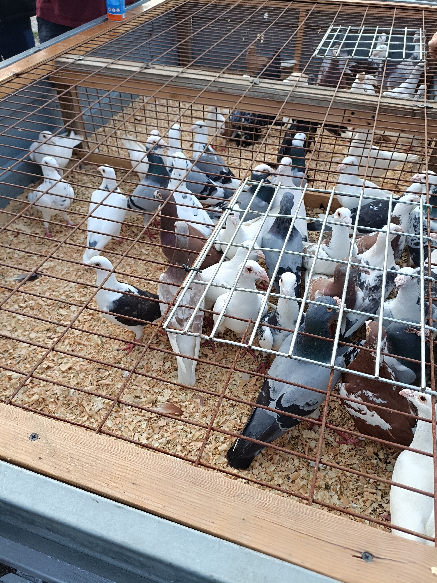 An outdoor, medium-angle, eye-level shot captures a wire cage filled with pigeons. The cage is constructed with a wooden base and metal wire mesh, resting on a metal frame. Sawdust lines the bottom of the cage. A variety of pigeons are visible, including white, grey, and speckled birds. Some pigeons are in groups, while others are more isolated. The pigeons appear to be in a marketplace setting, with what looks like a person's arm wearing a maroon shirt visible at the top left of the frame, holding an orange and blue spray can. The background is blurred, suggesting the photograph was taken in an outdoor urban environment. The overall scene depicts a bird market or sale.