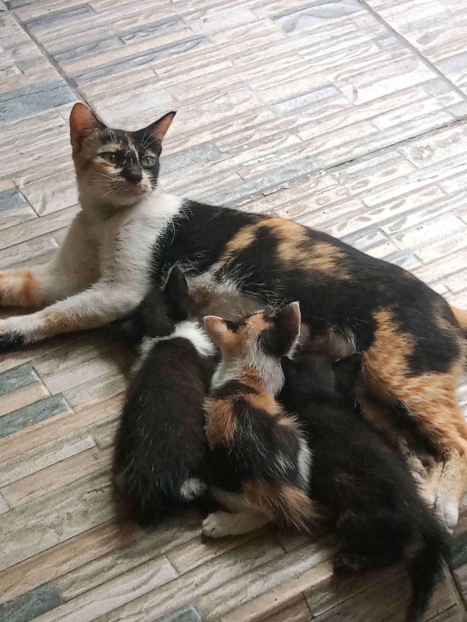 A calico cat lies on a tiled floor, nursing several kittens. The mother cat is mostly white with patches of black and orange. One kitten is calico, while the others appear to be black or dark brown. The tiled floor is made of rectangular tiles in varying shades of gray, beige, and light brown, arranged in a horizontal pattern. The scene is lit from above, creating soft shadows. The image is taken from a high angle. The location is Sriamur, Indonesia.