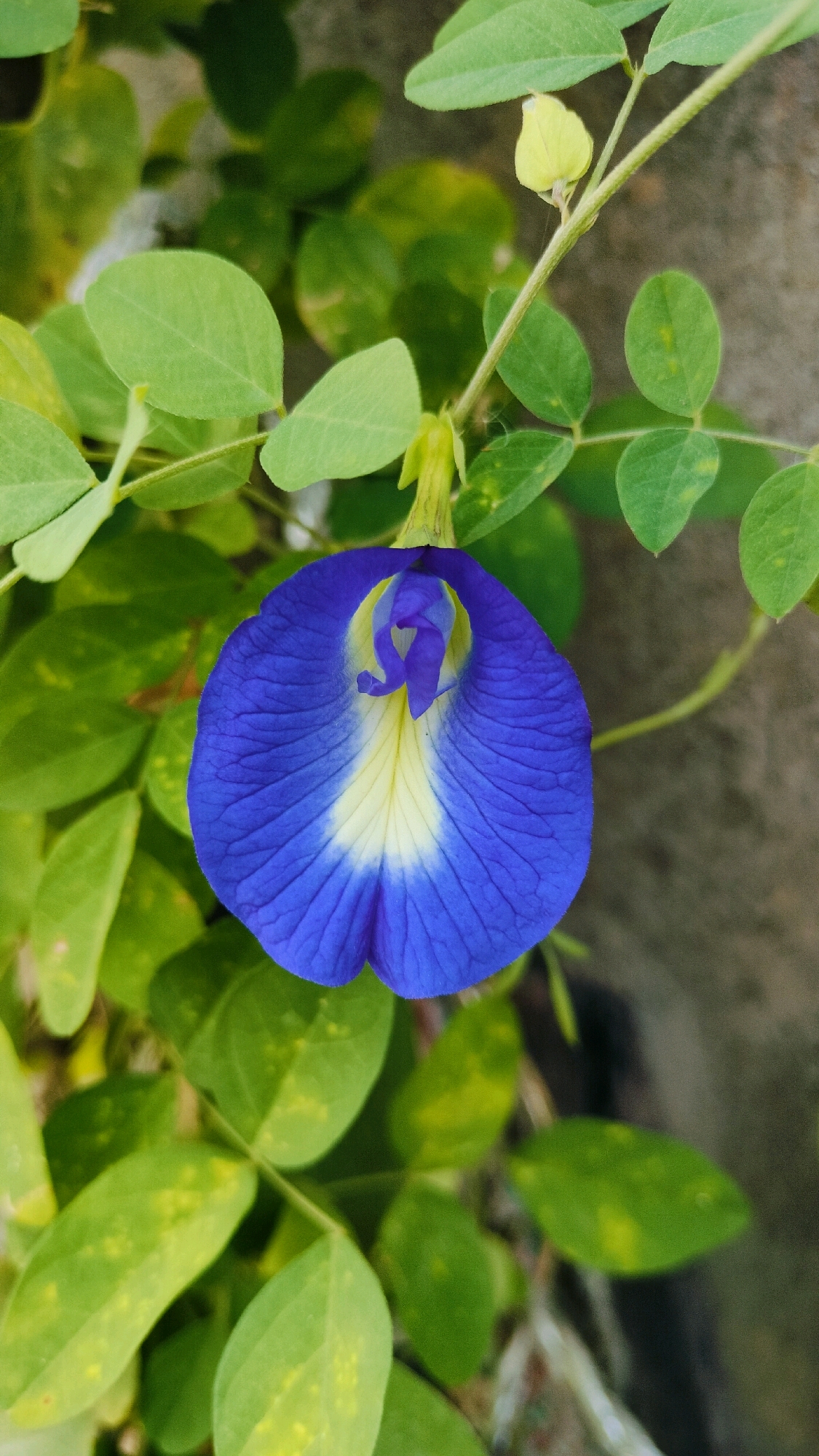 A close-up, vertical, eye-level shot captures a single, vibrant blue butterfly pea flower (Clitoria ternatea) in bloom. The flower is the central subject, its petals a deep, rich blue, transitioning to a creamy white at the base. The flower's delicate structure is visible, with its central pistil and stamens peeking out. Surrounding the flower are numerous green, ovate leaves of the butterfly pea vine, some showing slight yellowing, indicative of natural aging or nutrient deficiency. A thin, green vine stem extends upwards, supporting the flower and leaves. In the background, a textured, grey surface, possibly a wall or stone, is blurred, providing a neutral backdrop that accentuates the flower's color. The image is shot outdoors, likely in a garden or natural setting in Ramraj, India, given the plant's commonality in the region. No people or animals are present in the scene. The lighting appears to be natural daylight, casting soft shadows.