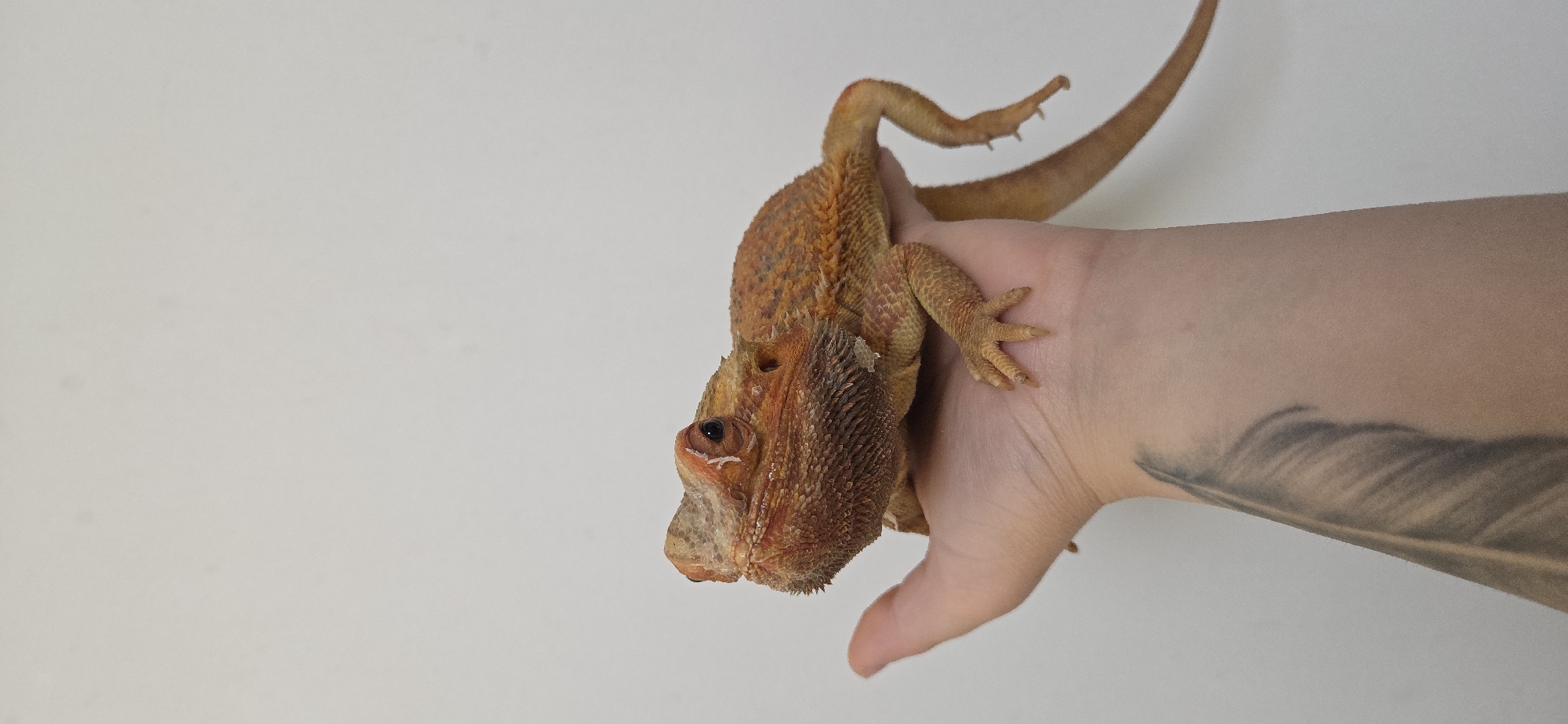 A bearded dragon lizard is being held in a person's hand. The lizard is orange and has spiky scales. The person's hand is visible with a tattoo of a feather on the forearm. The background is a plain, light-colored wall. The scene is indoors. The image does not contain information about the city of Eeklo, Belgium.