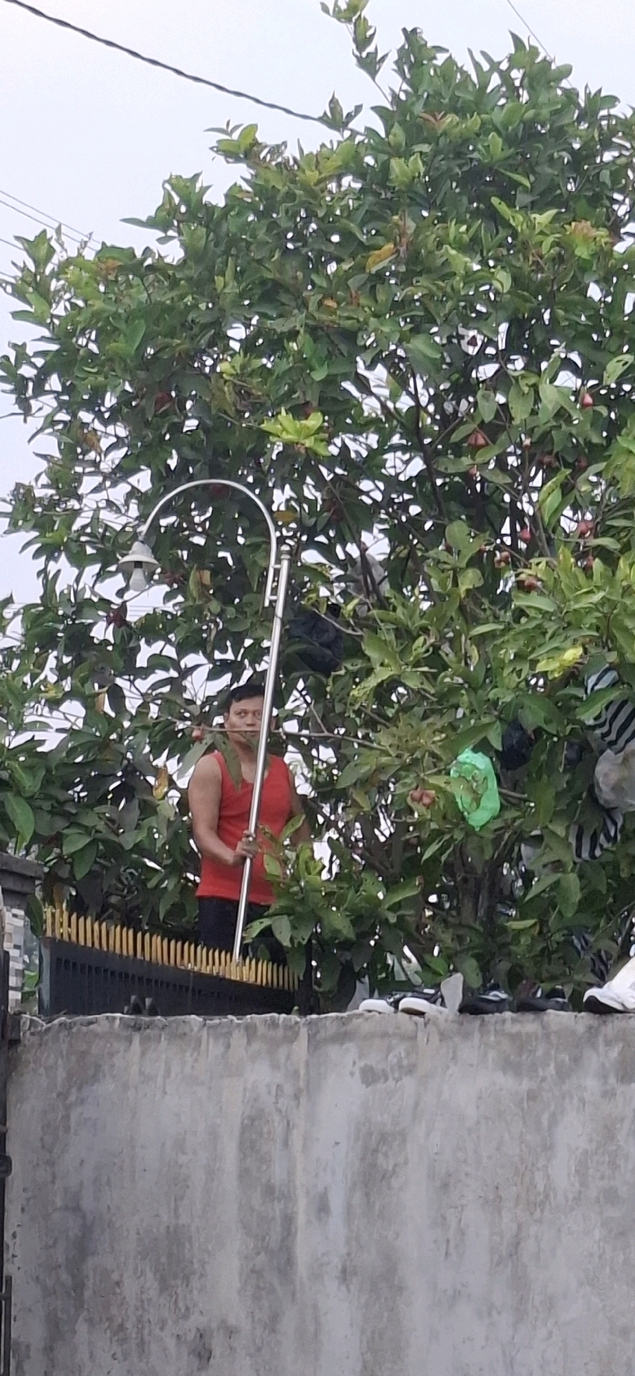A man in a red tank top is standing behind a concrete wall and a black metal fence in Cibinong Hilir, Indonesia. He is holding a long pole with a broom-like attachment. He is surrounded by the dense green foliage of a tree, which has some red fruits visible. A street lamp is partially obscured by the branches. Clothes are hanging from the tree. Several pairs of shoes are placed on top of the concrete wall.