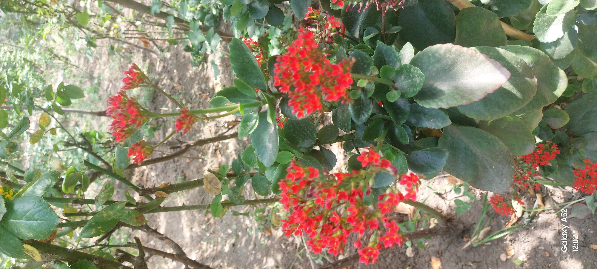 A close-up, vertical shot focuses on a flowering plant with clusters of small, vibrant red blossoms and thick, green, fleshy leaves. The plant appears to be in an outdoor setting, possibly a garden or park, with dry, dusty soil visible in the background. Bare branches and other foliage from surrounding plants create a somewhat wild and natural environment. Sunlight filters through the leaves, casting shadows and highlighting some of the plant's features. The bottom left corner of the image displays a watermark that reads "Galaxy A52 12:02". The scene is devoid of any human presence or activity.