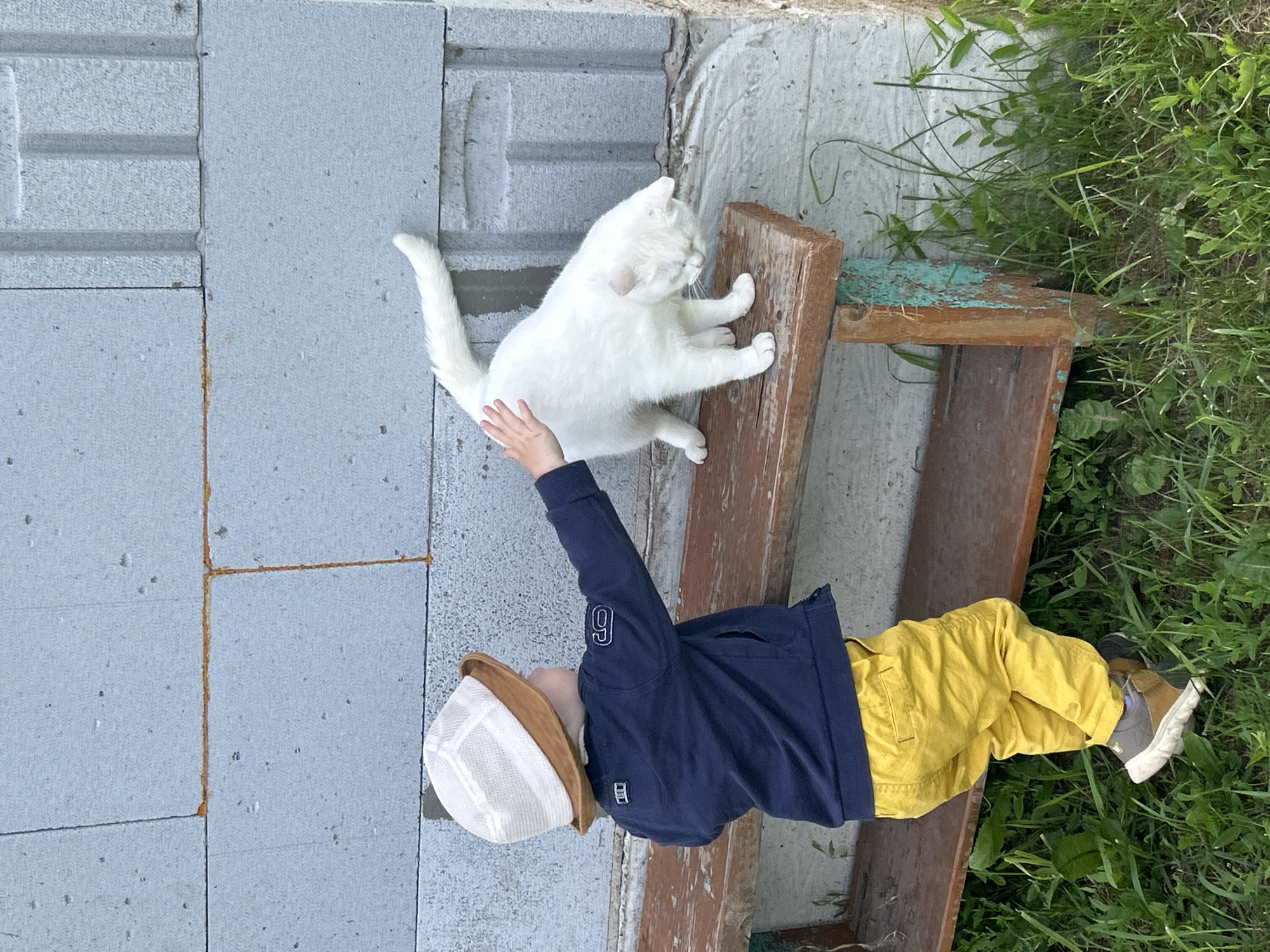 A young child wearing a navy blue jacket and yellow pants lies on their side on a wooden plank. They have on a white and tan hat. The child's hand is reaching out towards a white cat. The cat is positioned on a concrete surface and appears to be looking at something off-camera. Behind the child and the cat, there is tall green grass and a concrete wall. The lighting suggests it is daytime, with bright outdoor light. The scene appears to be in an outdoor setting, possibly a yard or garden. There is no discernible text in the image.