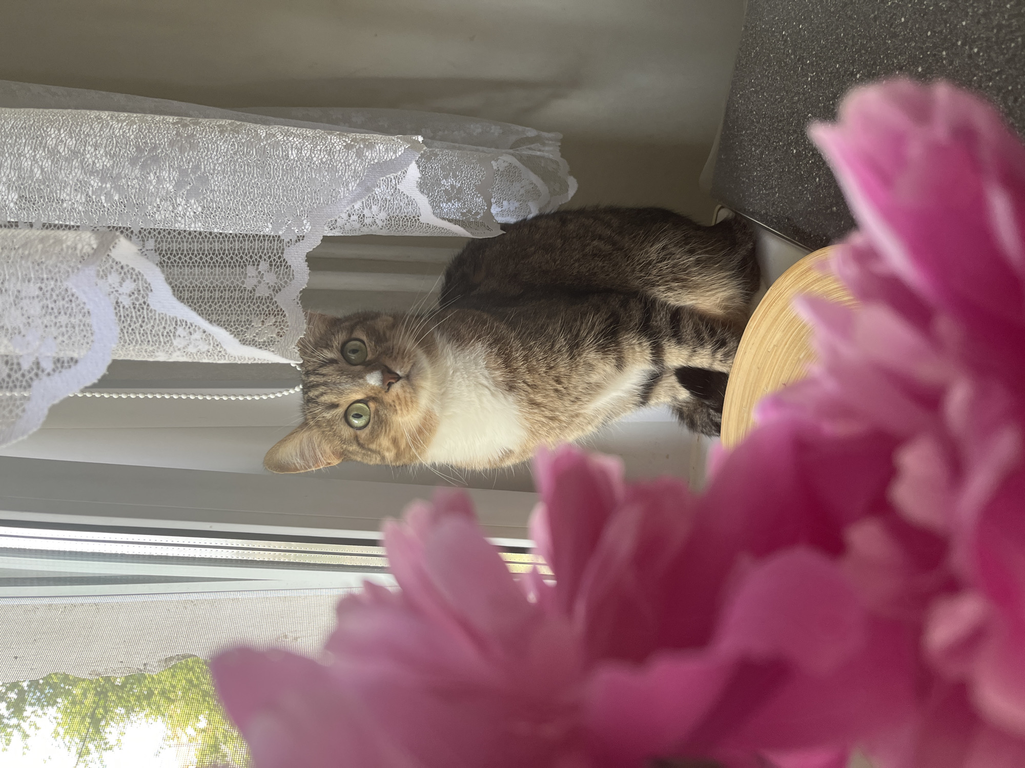A tabby cat with green eyes and white markings on its chest is sitting on a windowsill next to a white lace curtain. In the foreground, a blurred pink flower is visible. Outside the window, green trees are illuminated by sunlight. The cat is looking directly at the camera. The image appears to be taken indoors, with a window providing natural light. The overall scene is peaceful and domestic. It is not possible to determine the location in Izhevsk, Russia from the image.