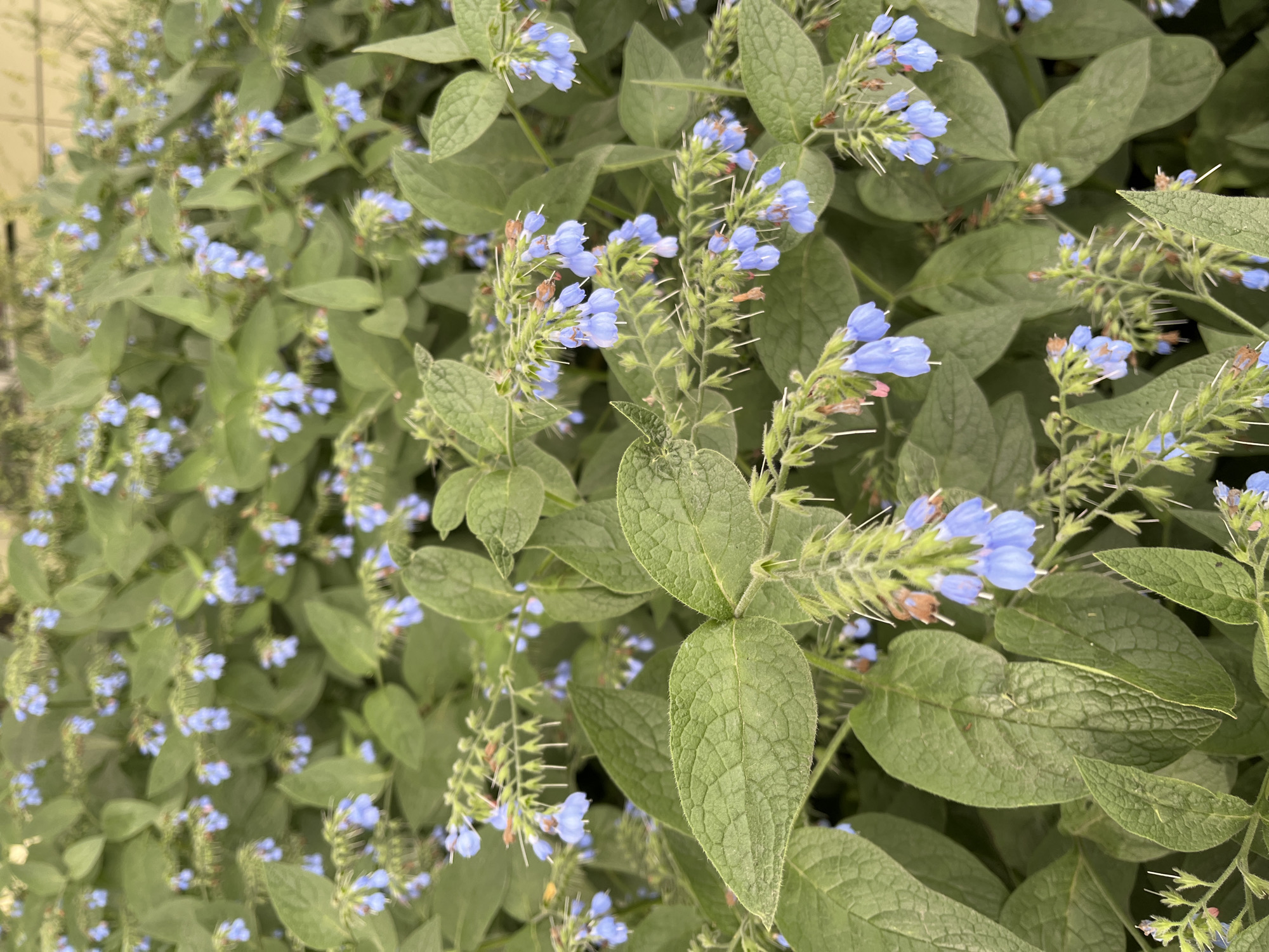 A close-up, overhead shot captures a dense patch of green foliage interspersed with clusters of small, bell-shaped blue flowers. The leaves are broad and textured, with prominent veins, and appear to be slightly fuzzy or bristly along the edges. The flowers, in varying shades of blue, hang in drooping clusters, some fully open, others still in bud. The overall impression is of a lush, wild growth. The image is devoid of human presence or any man-made objects. The scene is likely a garden or natural setting, given the abundance of plant life. It is not possible to determine the specific location within Petropavlovsk-Kamchatsky, Russia, from the visual information provided.