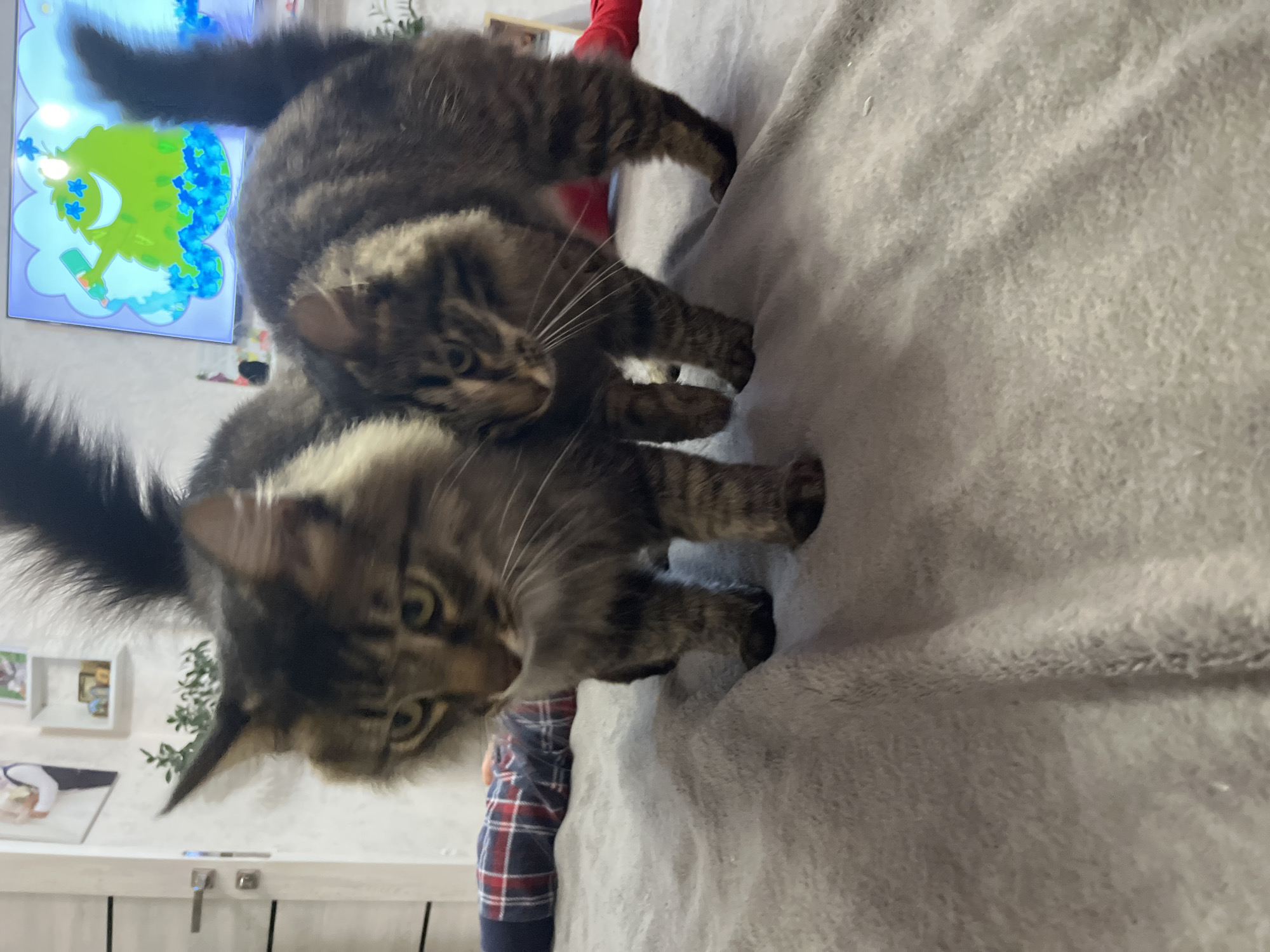 The image depicts two Maine Coon cats on a grey blanket indoors. The larger cat, with a brown and black tabby coat, is in the foreground, its head facing left and slightly down. Behind it, a smaller cat of the same breed, also with a brown and black tabby coat, is positioned to the right, its head turned towards the left, closer to the larger cat. Both cats have prominent whiskers. In the background, a person is partially visible lying down, wearing a red and blue plaid shirt. To the left, a wall with a door handle and a framed picture can be seen. To the right, a television screen displays a cartoonish green character with blue floral elements and a bottle. The environment appears to be a bedroom or living area, suggesting a domestic setting. The image does not provide information about the specific location in the city of Krasnyye Barrikady, Russia.
