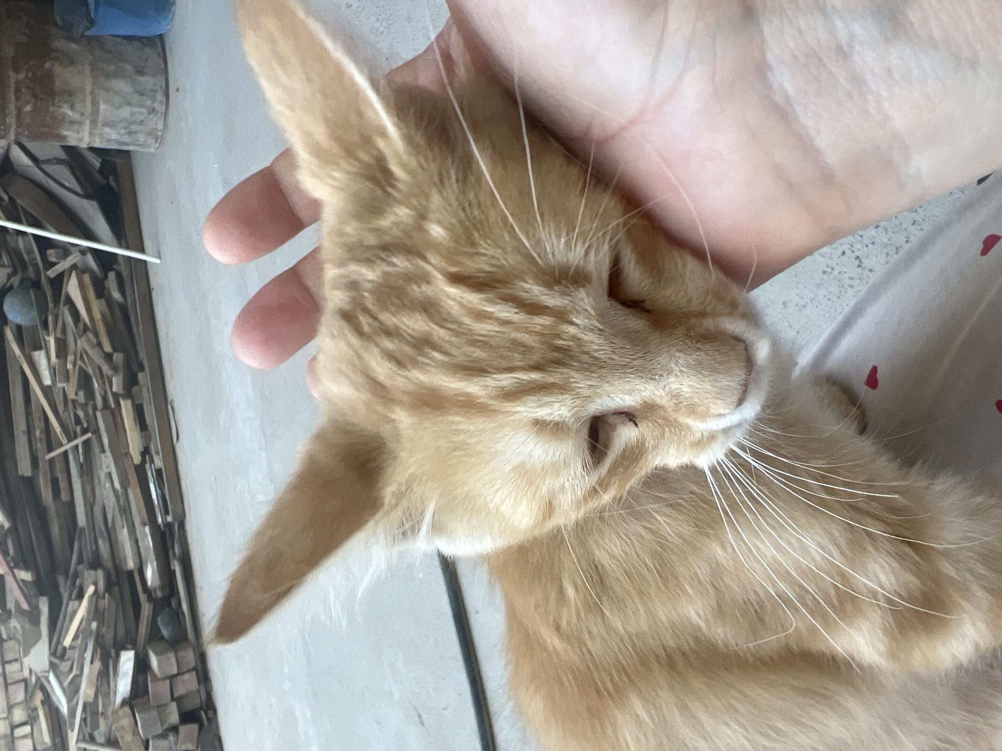 An orange tabby kitten is being held in a person's hand. The kitten's head is resting on the person's palm, and its eyes are closed. The kitten has large, pointed ears and long white whiskers. The background is blurred but appears to be an outdoor setting with piles of wood and some cylindrical objects. The ground is a concrete surface.