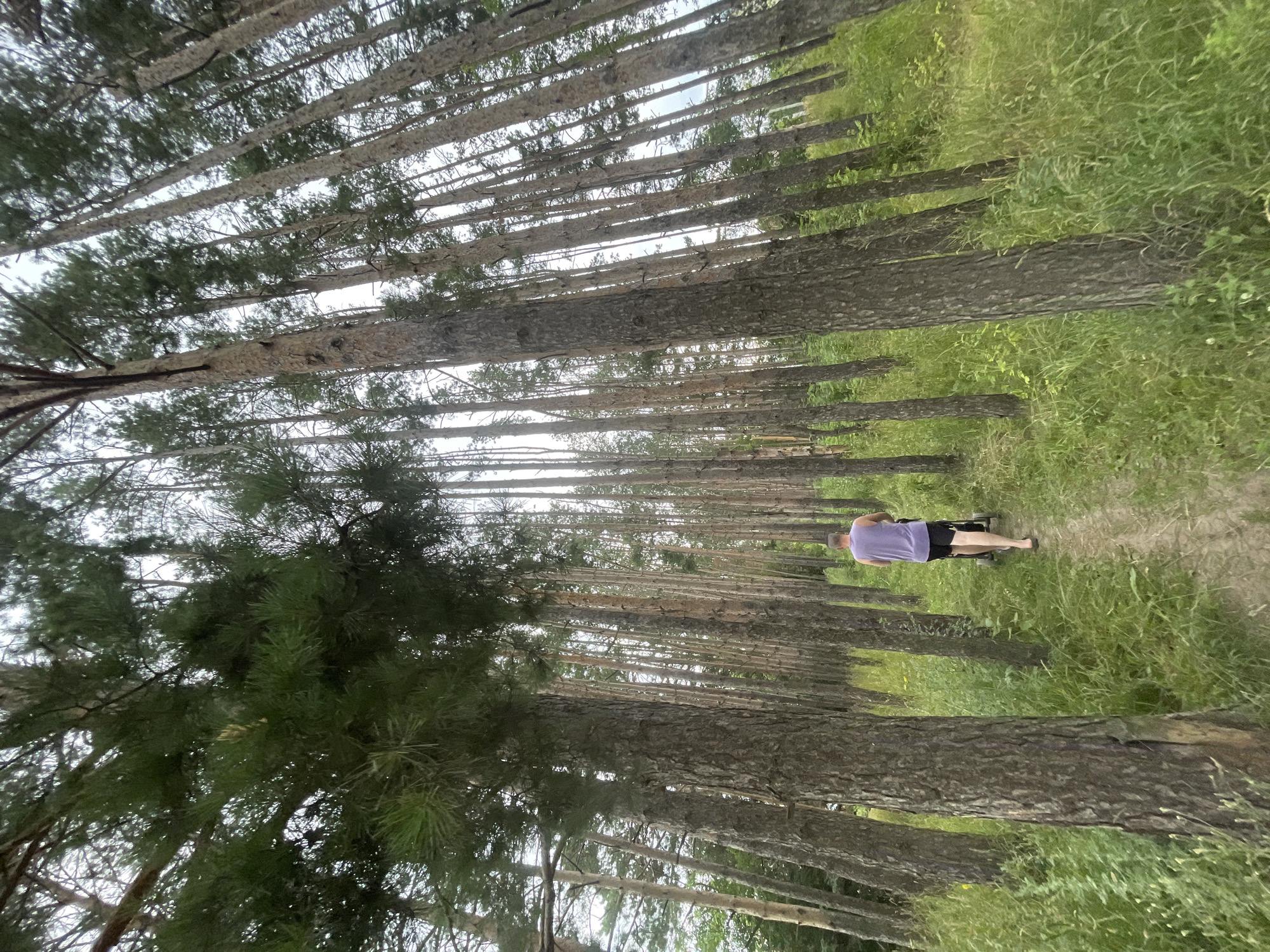 A man is pushing a stroller along a dirt path in a pine forest. The man is wearing a purple tank top and black shorts. He is barefoot. The forest is dense with tall, thin pine trees. The ground is covered with grass and fallen pine needles. The sky is overcast. The location is Podshivalovo, Russia.