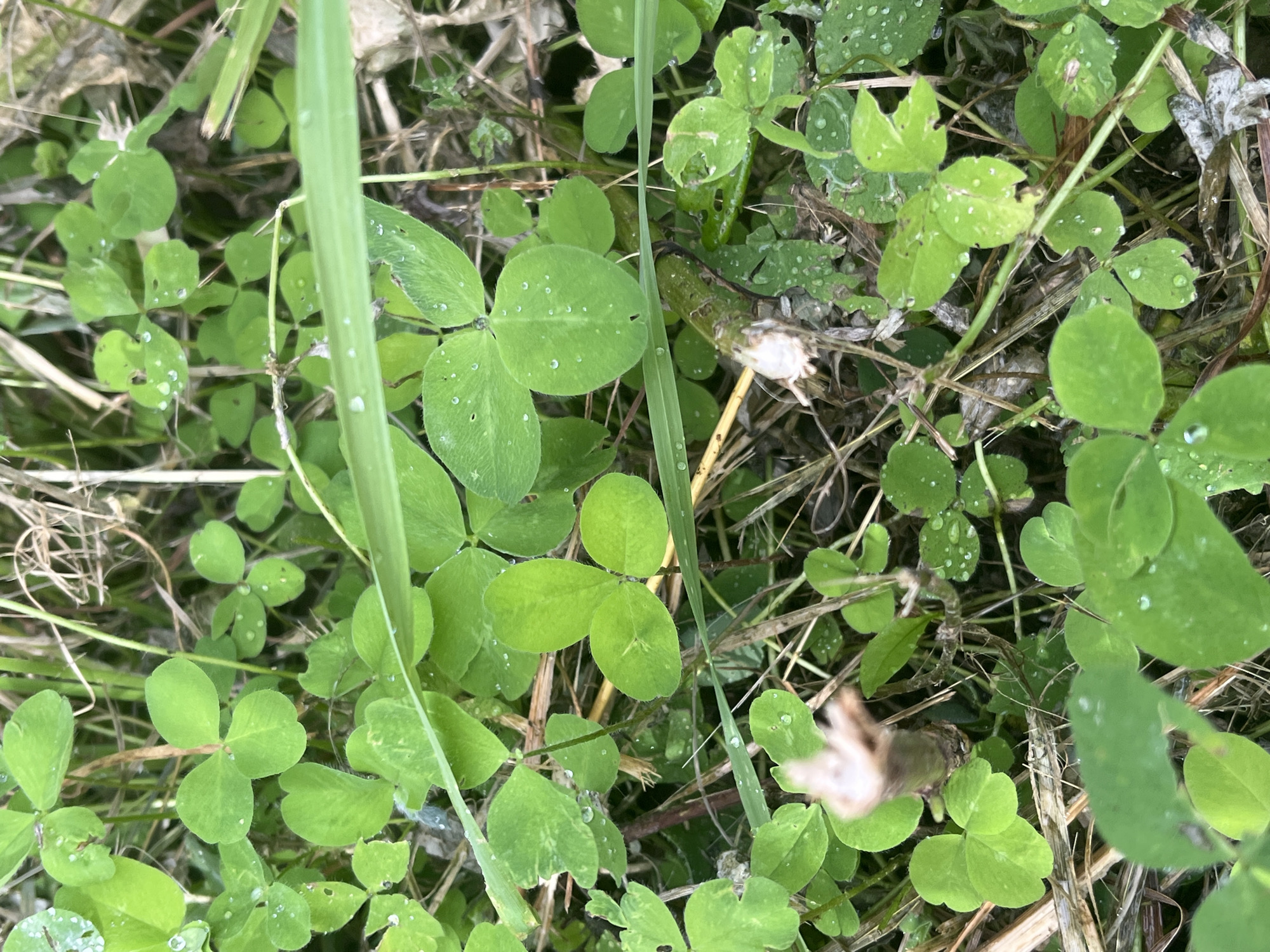 The image shows a close-up view of clover plants with dew drops on their leaves. The clover is growing in a natural environment, likely outdoors, with dry grass and twigs visible in the background. The lighting suggests it is daytime, possibly morning or after rain. The image does not contain any people or visible structures, nor does it provide any specific clues to its location within Il'ino, Russia.