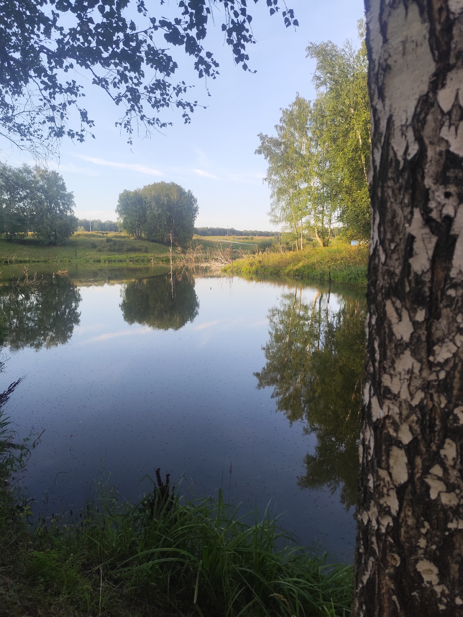 The image captures a serene natural scene, likely in or around the settlement of Barlaksky, Russia, focusing on a tranquil body of water reflecting the surrounding environment. In the foreground, the textured, white and dark bark of a birch tree trunk occupies the right side of the frame, slightly out of focus. The left side of the foreground is characterized by lush green grasses and reeds growing along the bank of the water. The water itself is dark and still, with numerous small, dark dots scattered across its surface, possibly insects or floating debris. The surface of the water acts as a mirror, reflecting the trees and the sky.
Beyond the water, the middle ground features a gentle, grassy slope dotted with trees. The reflections in the water show distinct shapes of these trees and the sky, with subtle indications of clouds. In the background, a distant treeline and open fields are visible under a pale blue sky with wispy white clouds. The overall impression is one of a quiet, natural landscape, possibly during late afternoon or early morning given the soft lighting and clear sky. There are no people or animals visible in the image.