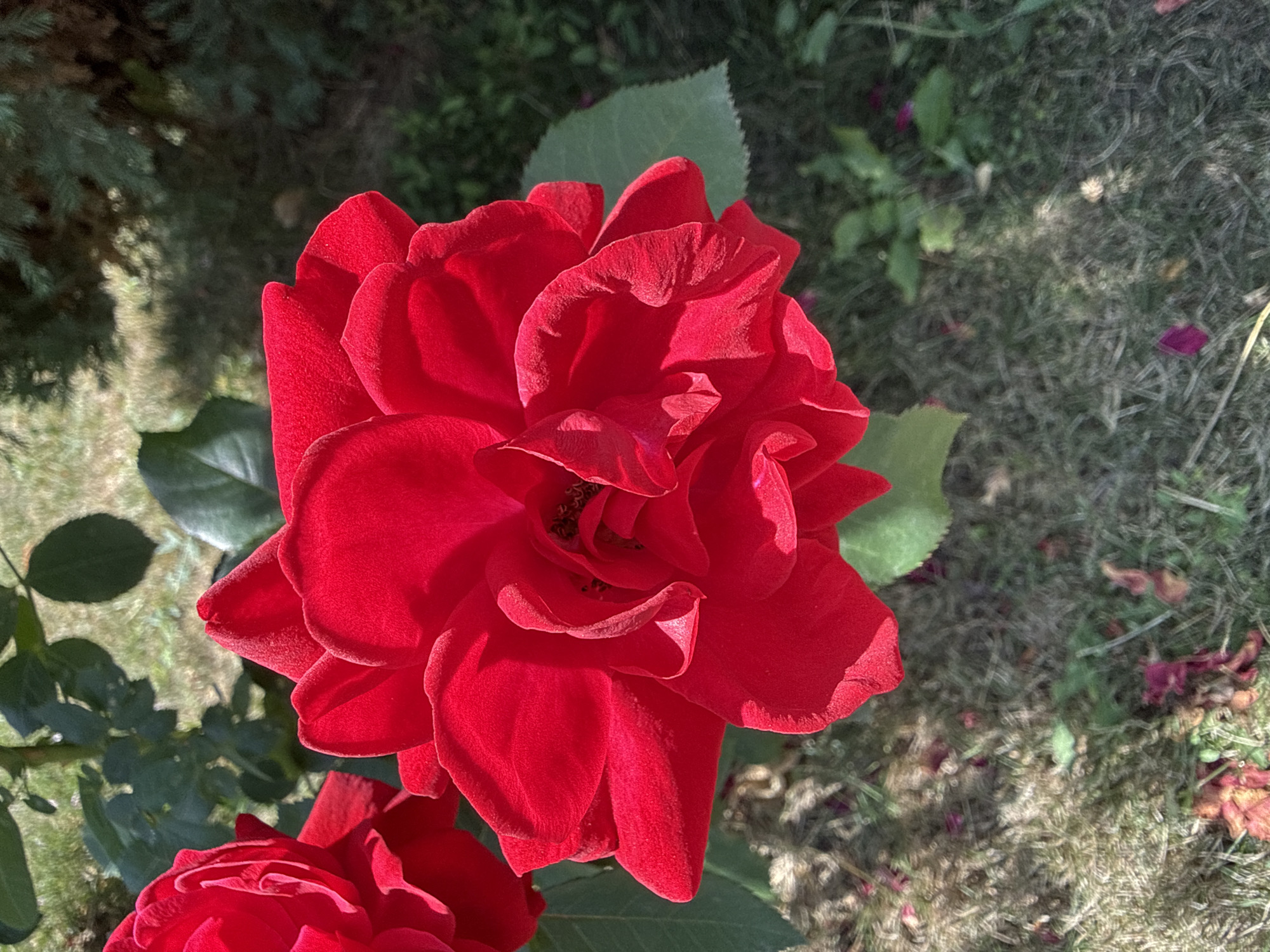 A close-up, overhead shot shows a vibrant red rose in full bloom, dominating the center of the frame. The petals are layered, with the outer ones unfurling to reveal the intricate structure of the flower. Sunlight casts shadows and highlights, emphasizing the velvety texture of the petals. To the left, another red rose bud or partially opened bloom is visible.
The background consists of a mix of elements. Green leaves, some in sharp focus and others blurred, frame the rose. In the upper background, a dark green, coniferous tree provides a contrasting texture and color. The ground below is covered with dry grass, fallen leaves, and scattered rose petals, suggesting an outdoor garden setting.
The specific location is identified as Yakushyntsi, Ukraine, though no visual cues within the image directly confirm this. The scene appears to be a snapshot of a well-maintained garden on a sunny day. There are no people or animals present. The focus is entirely on the natural beauty of the rose and its surroundings.