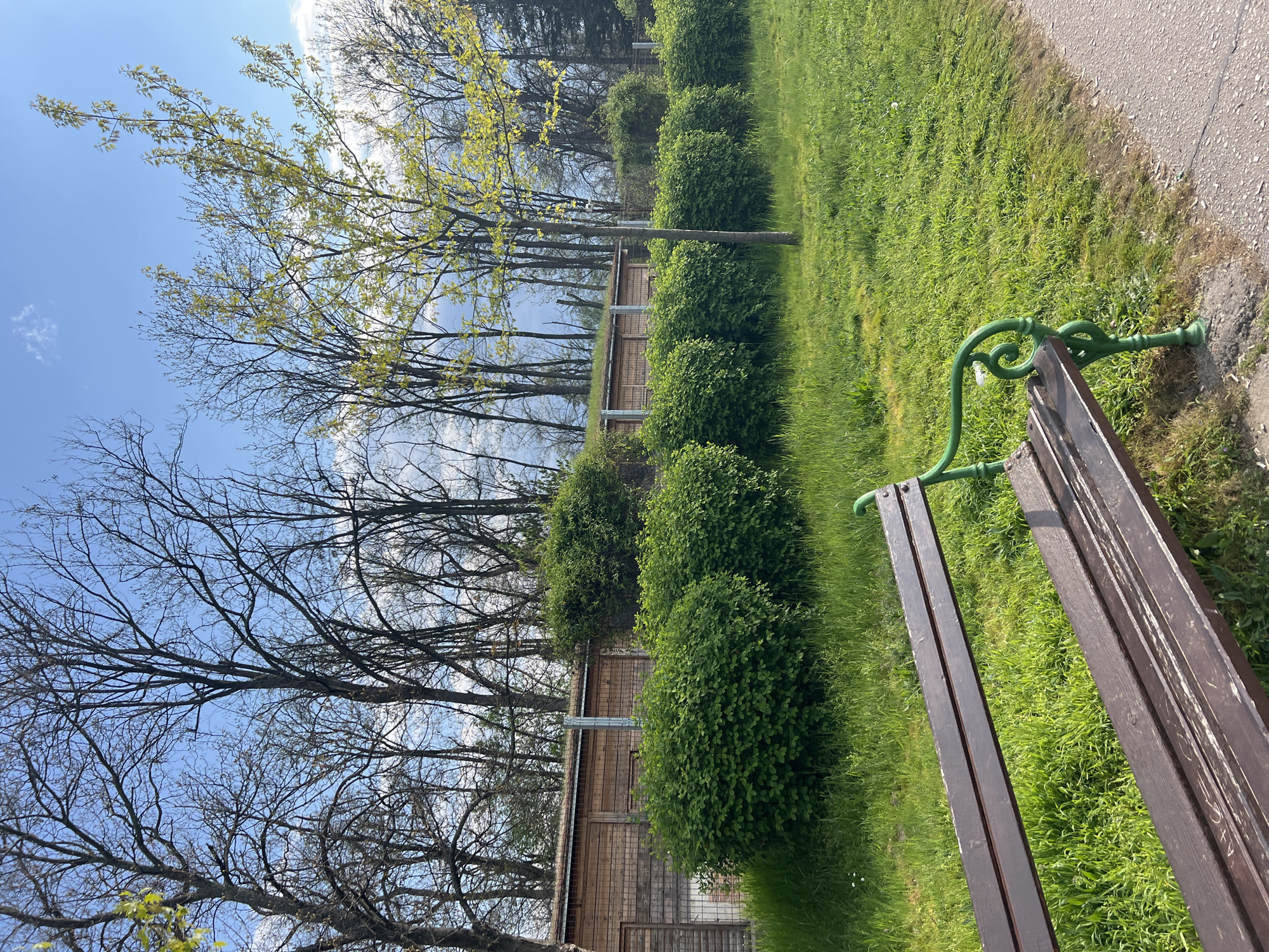 The image captures a peaceful outdoor scene in what appears to be a park or garden, likely in Plovdiv, Bulgaria. The photograph is taken from a slightly elevated perspective, showcasing a lush landscape under a bright sky.
In the foreground, a rustic park bench with ornate green metal arms and dark brown wooden slats is positioned on the right side of the frame. Faint white markings, including what resembles "A + C" and other illegible scribbles, are visible on the wooden backrest of the bench. A vibrant green lawn, characteristic of fresh spring growth, stretches across the lower and central parts of the image, bordered on the right by a narrow, light-colored paved path or dirt track.
In the mid-ground, a row of well-maintained, rounded green bushes forms a continuous line, adding structure to the garden. Behind these bushes, a low wooden structure or fence, constructed with horizontal wooden slats, is partially visible.
The background is dominated by numerous trees. Some trees still display bare, intricate branches, typical of early spring before full leaf emergence, while others, particularly those on the left, are adorned with clusters of delicate, bright green leaves. The trees stand tall against a clear, expansive blue sky dotted with scattered white clouds, indicating a sunny daytime setting. The overall scene conveys a sense of tranquility and the fresh arrival of spring.
