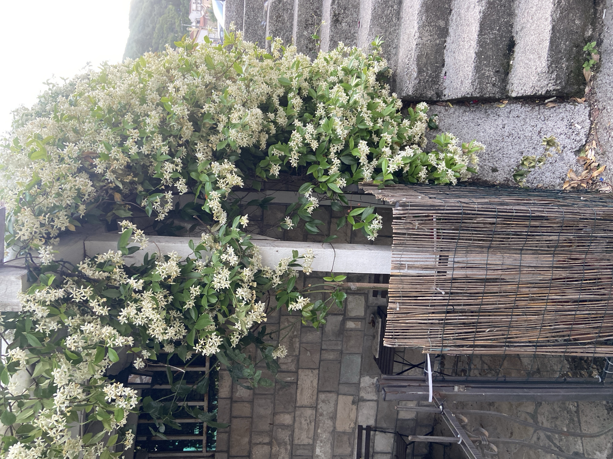 A horizontal medium shot depicts a wall and steps of a building in Budva, Montenegro, heavily overgrown with a flowering vine. The building is constructed of gray stone bricks. The vine, with white star-shaped flowers, cascades from the top, covering a white beam and encroaching upon a reed blind. Steps are visible in the background above the vegetation. The vegetation is lush and full. The scene seems situated in an urban environment, given the built structures.