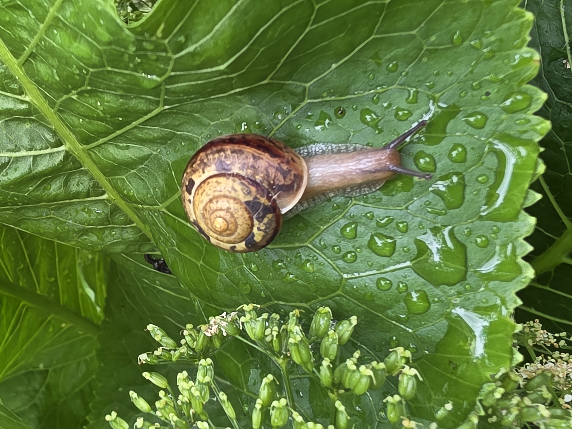 This is a close-up, overhead shot of a garden snail on a large, green leaf. The leaf is wet, with several water droplets visible. The snail's shell is a spiral of brown and tan. In the upper left of the image, there are several clusters of small, green buds. The scene appears to be in an outdoor garden, possibly in Chaikovsky, Russia, given the context, but there is no specific identifying information within the image itself to confirm this location. The focus is on the snail and the texture of the leaf.