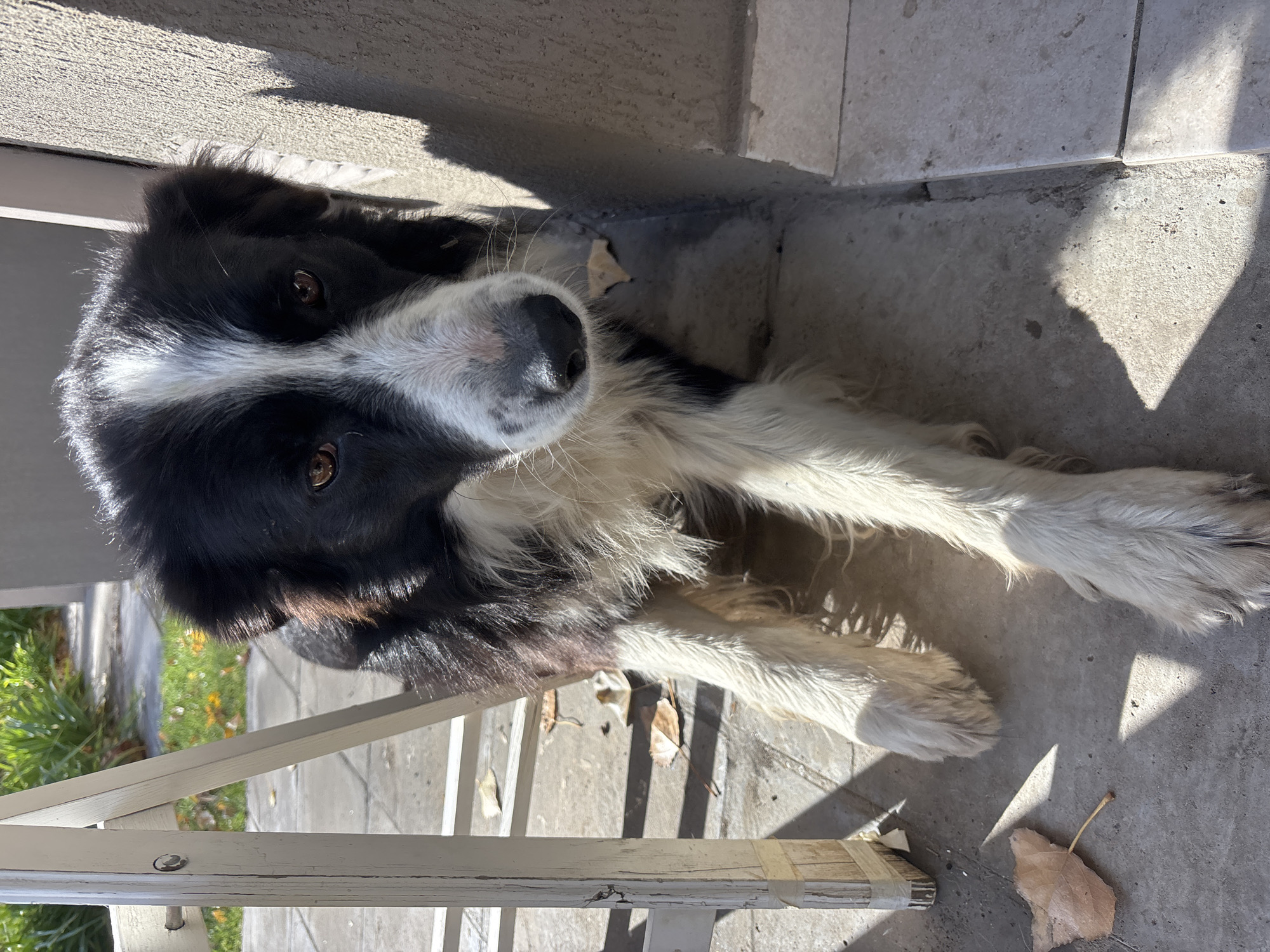 A black and white Border Collie dog is lying on a concrete surface near a building. The dog is looking up towards the camera. Parts of the dog are shaded. A white painted wooden structure, likely a step or porch railing, is in the bottom left. There are a few leaves on the ground. Based on the location requested, the scene is situated in Trelew, Argentina. No people are visible.