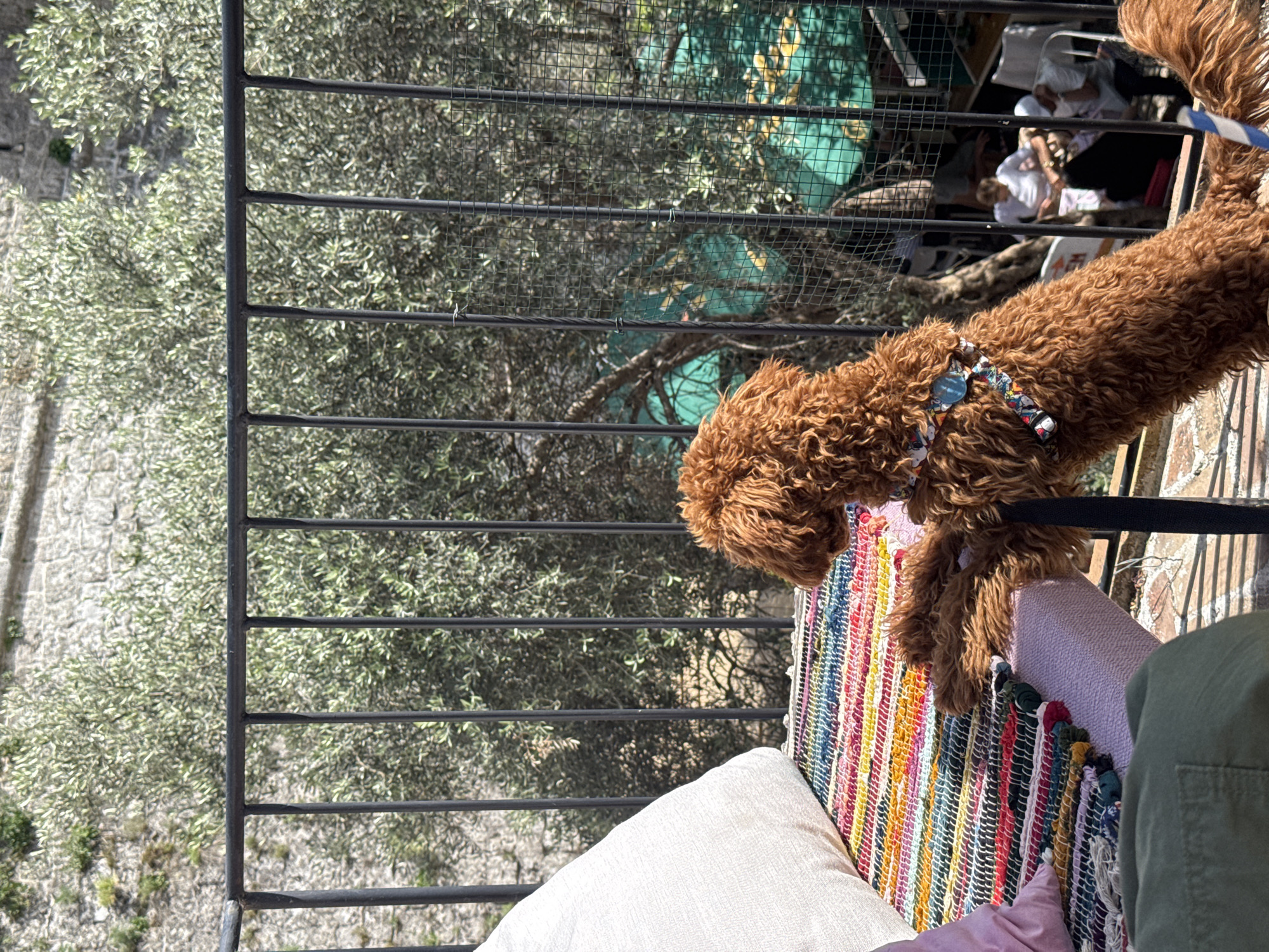 From an elevated position in Bartula, Montenegro, a brown Goldendoodle dog with a patterned collar is standing on a colorful striped rug placed on a chair. It is leashed and secured to the black railing of the elevated platform. Below the platform, several people are seated outdoors. The scene is taken during the day, with trees and stone structures visible in the background. A white pillow is in the foreground.