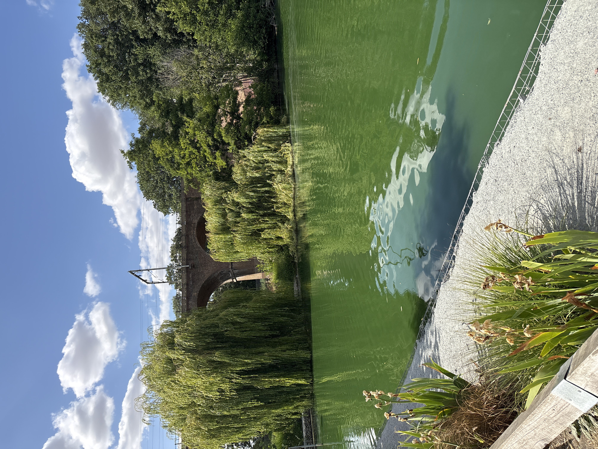 A bright, sunlit, medium-shot view of a vibrant green body of water is captured from the edge of a pebbled embankment in a park or natural setting. In the background, a large, arched brick railway viaduct stands prominently, with trees lining its sides and the surrounding area. Two large weeping willow trees, with their characteristic cascading branches, are situated on the water's edge, one to the left and one in the middle ground, partially obscuring the viaduct. The sky above is a clear blue, punctuated by fluffy white clouds. On the left side of the foreground, a wooden fence borders the embankment, and several plants with long green leaves and dried brown seed heads are visible. The water's surface is rippled, reflecting the sky and clouds. The scene is serene and natural, with no people or animals visible. This picturesque location is the Hylands Park in Chelmsford, United Kingdom.